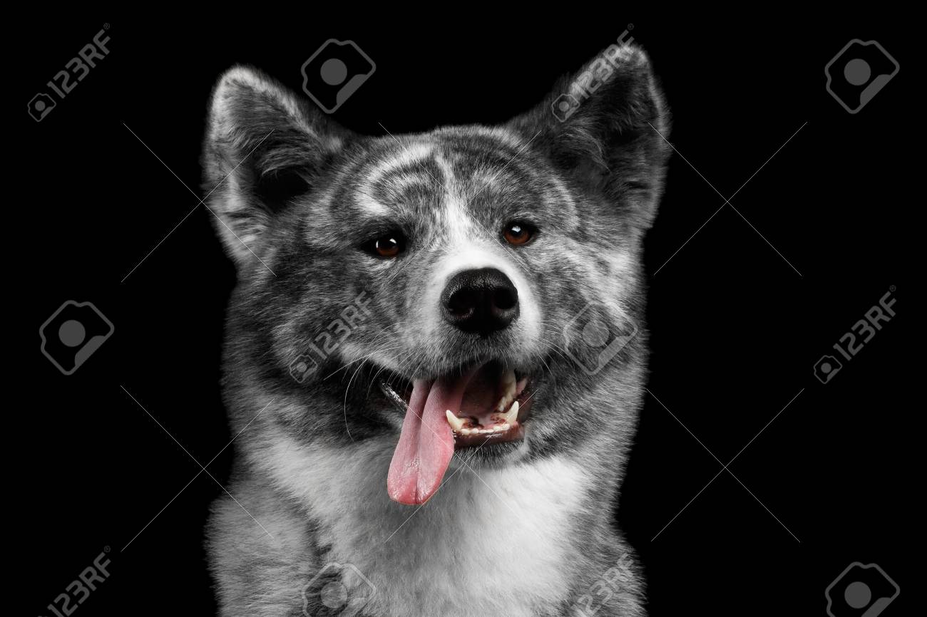 Akita funny best sale