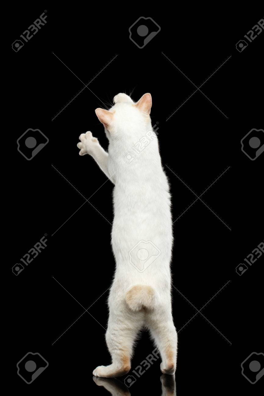 Chat Drole De Race Mekong Bobtail Sans Queue Debout Sur Les Pattes Arriere Pour Attraper Les Proies Fond Noir Isole Fourrure Blanche Point De Couleur Vue De Dos Banque D Images Et Photos