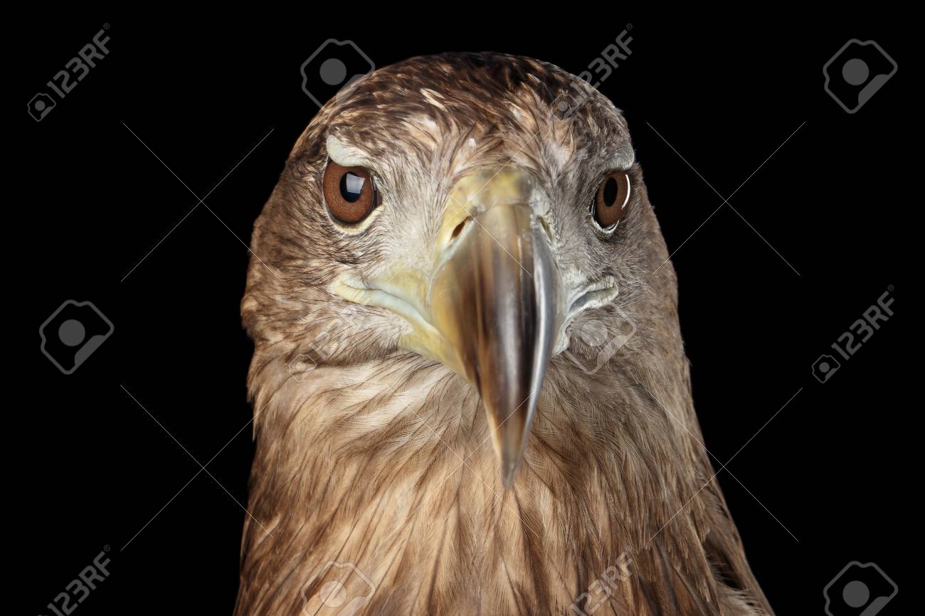 Bird Of Prey With Black And White Striped Tail 3