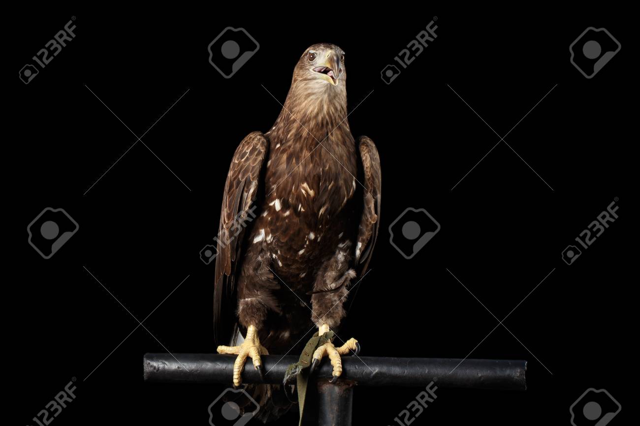 Pygargue à Queue Blanche Assis Sur Perche Oiseaux De Proie Isolé Sur Fond Noir