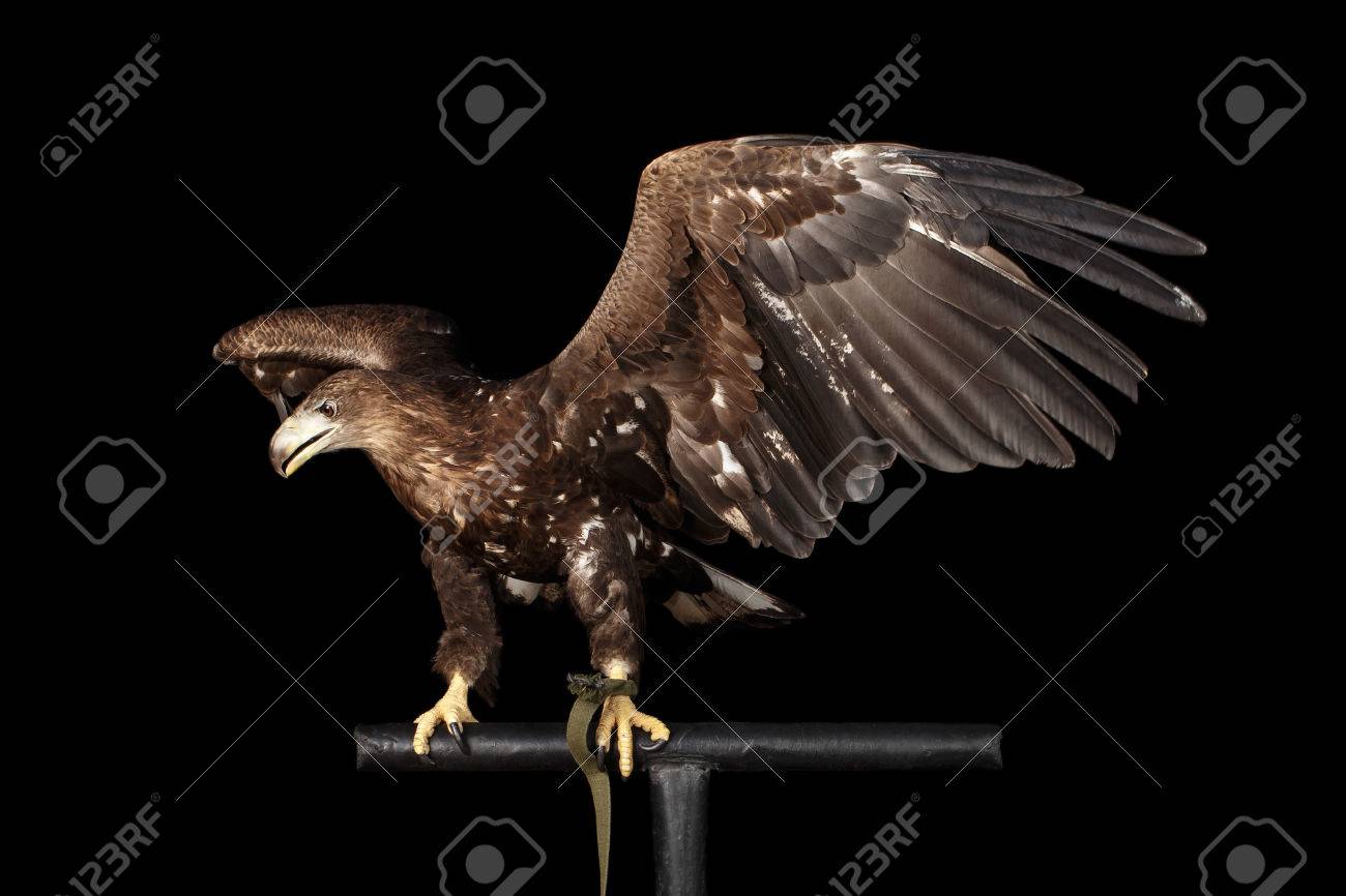 Pygargue à Queue Blanche Assis Sur La Perche Et La Propagation Des Ailes Regardant Les Oiseaux De Proie Gauche Isolé Sur Fond Noir