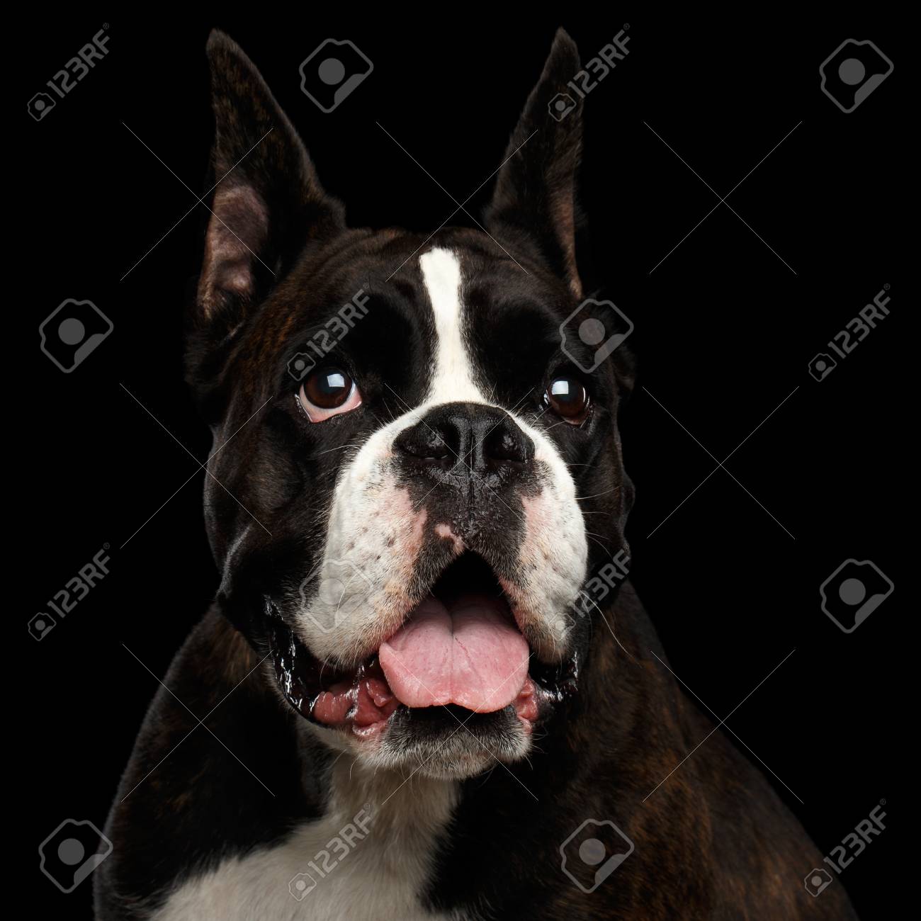 ボクサー犬 置物 黒と白 ボクサー犬 置物 黒と白