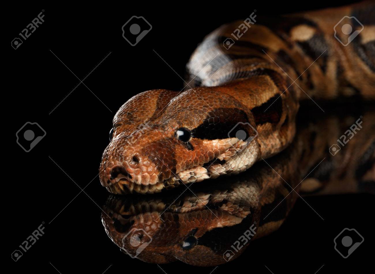 65881623-close-up-head-of-snake-boa-constrictors-isolated-on-black-background.jpg
