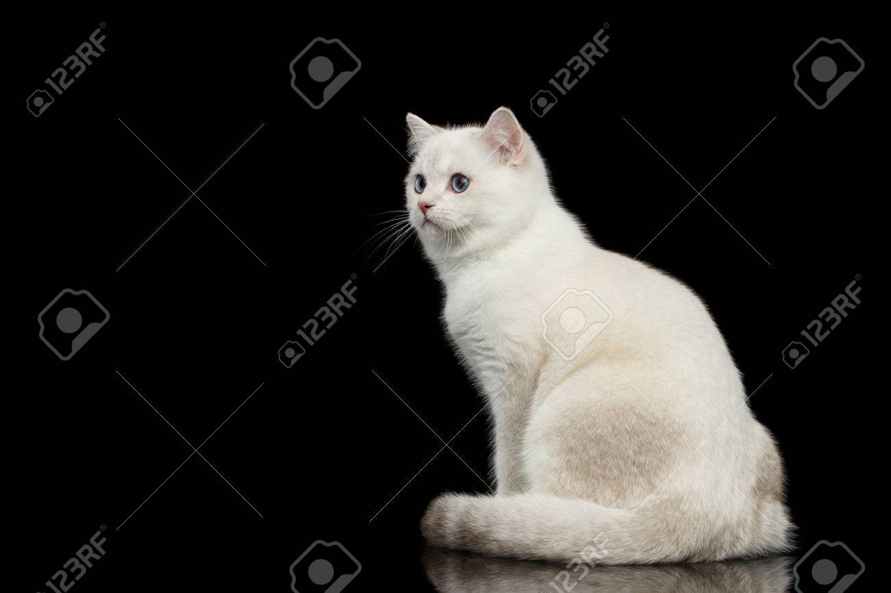 Adorable British Breed Cat White Color With Magic Blue Eyes