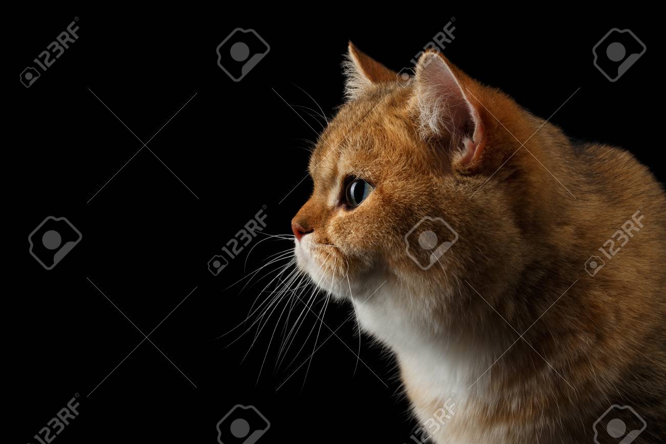 Close Up Portrait Of British Breed Cat Gold Chinchilla Color Stock Photo Picture And Royalty Free Image Image Close Up Portrait Of British Breed Cat Gold Chinchilla Color Stock Photo Picture And Royalty Free Image Image