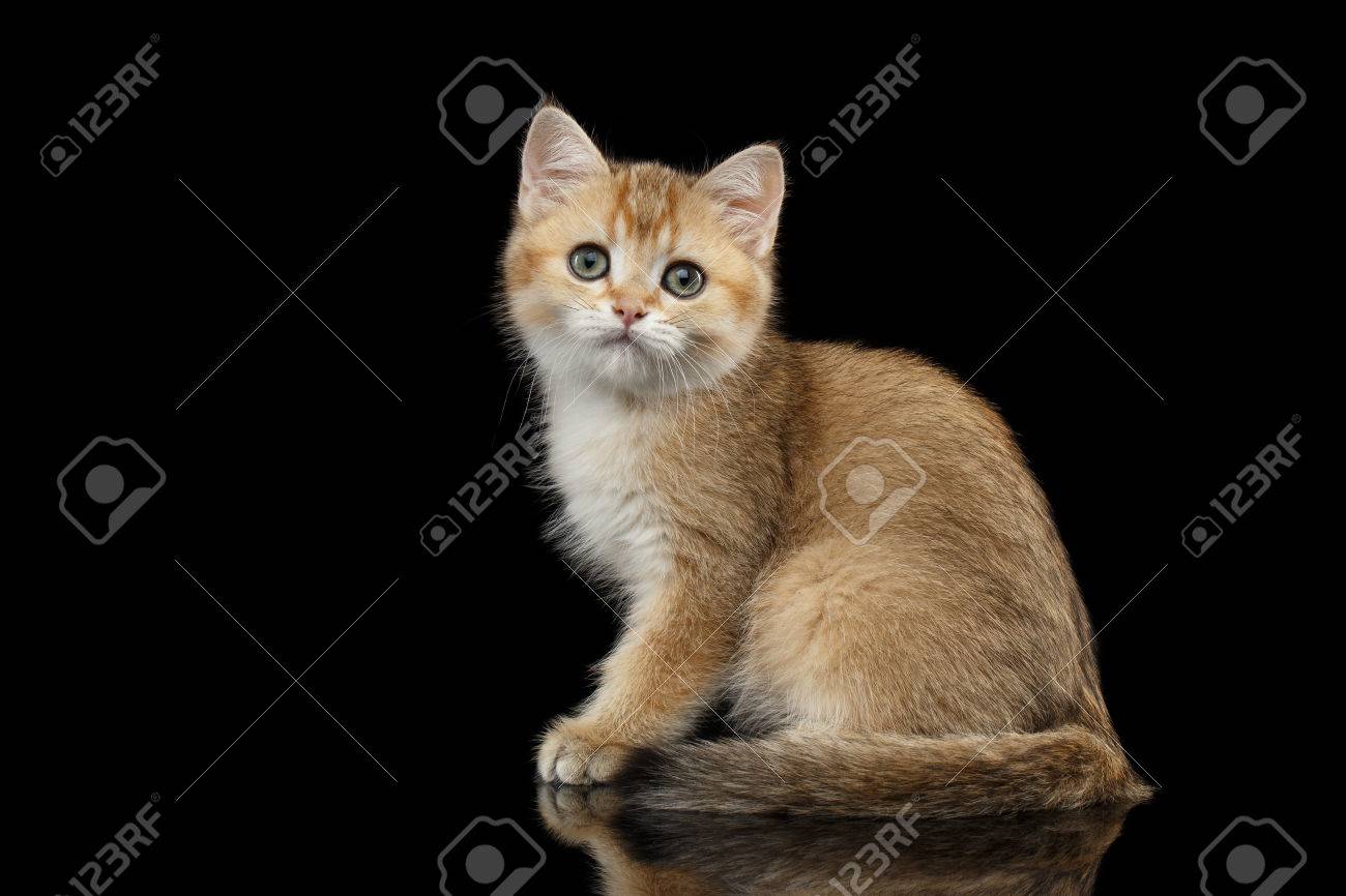 Golden Chinchilla cat: description of the breed, character, characteristics of care and maintenance 13 Golden Chinchilla cat: description of the breed, character, characteristics of care and maintenance 83