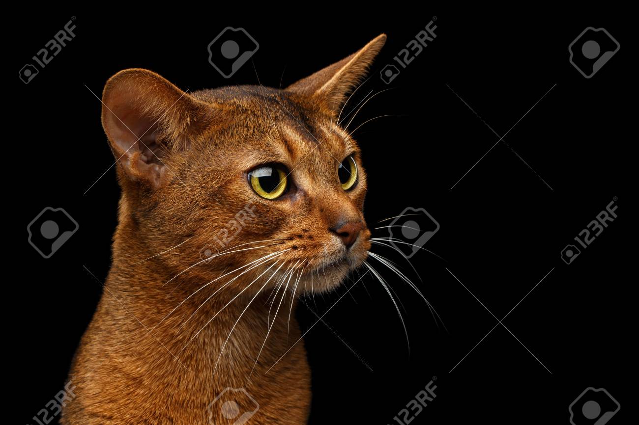 Closeup Head Of Purebred Abyssinian Cat In Profile Portrait Isolated On Black Background Stock Photo Picture And Royalty Free Image Image