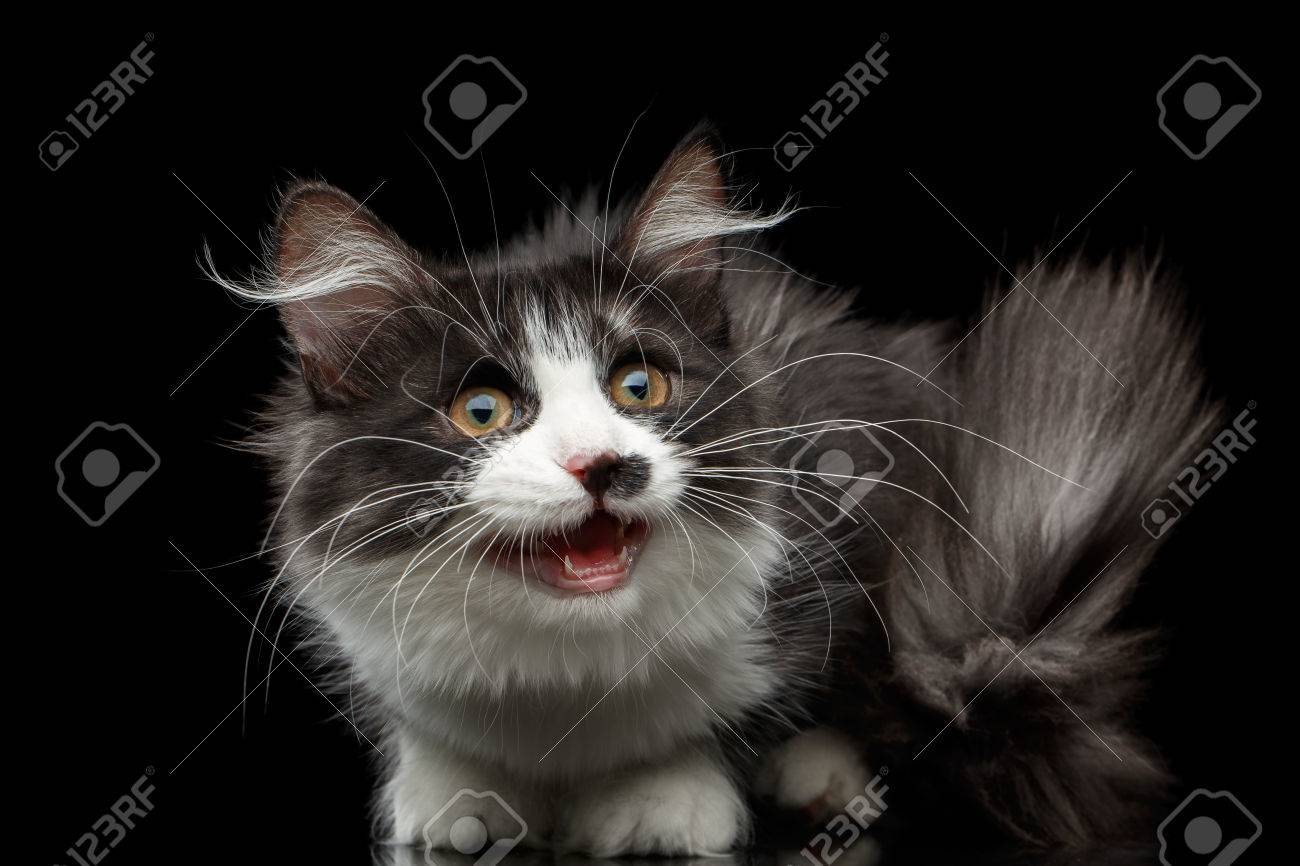 Ludique Noir Avec Du Blanc Chat Siberien Avec Une Tache Sur Le Nez Assis Avec Queue Poilue Et La Bouche Ouverte Sur Fond Isole Noir Banque D Images Et Photos Libres De Droits