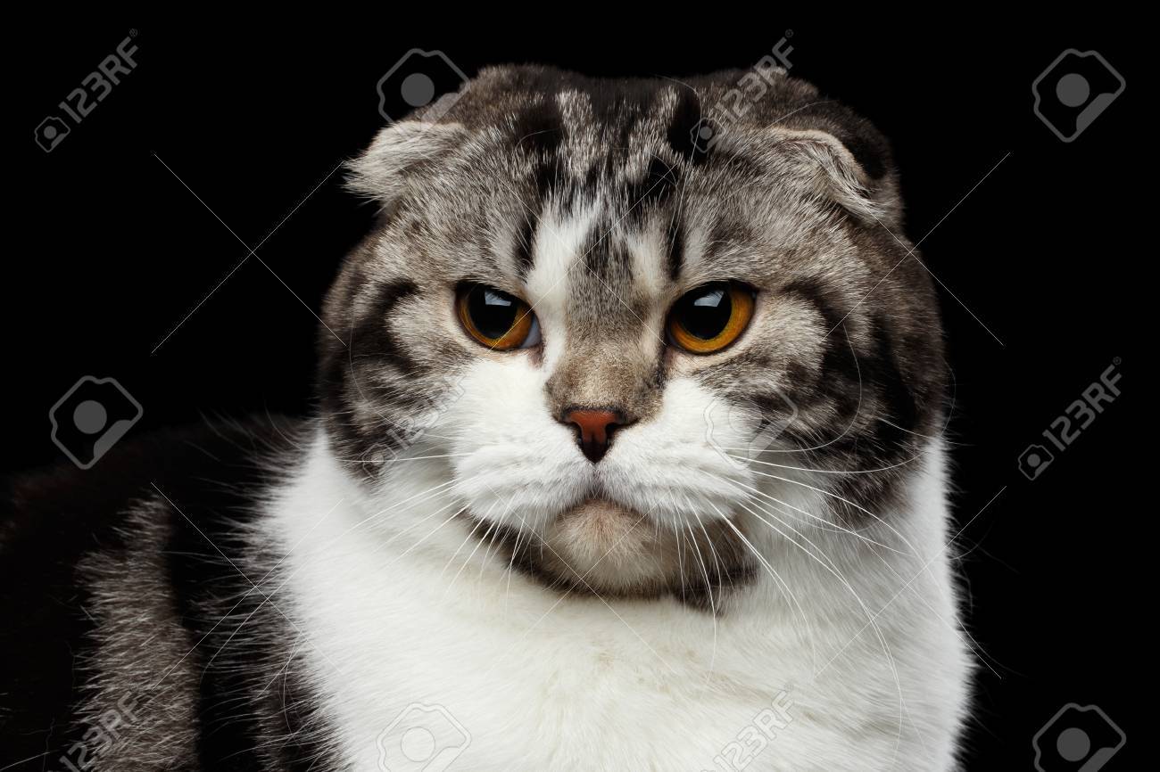 Close Up Portrait De Chat Grincheux De Race Pli Ecossais Sur Fond Isole Noir De Petites Oreilles Et Tete Ronde Banque D Images Et Photos Libres De Droits Image Close Up Portrait De Chat Grincheux De Race Pli Ecossais Sur Fond Isole Noir De Petites Oreilles Et Tete Ronde Banque D Images Et Photos Libres De Droits Image
