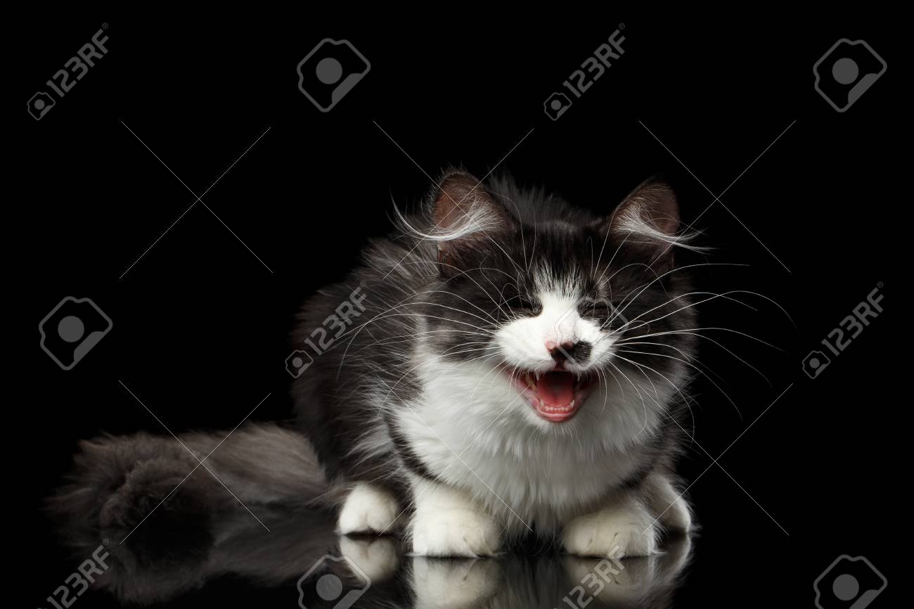 Mignon Noir Avec Chat Blanc De Siberie Avec Place Sur Le Nez Assis Avec La Bouche Ouverte Miauler Fond Noir Isole Avec Reflet Vue De Face Banque D Images Et Photos Libres De