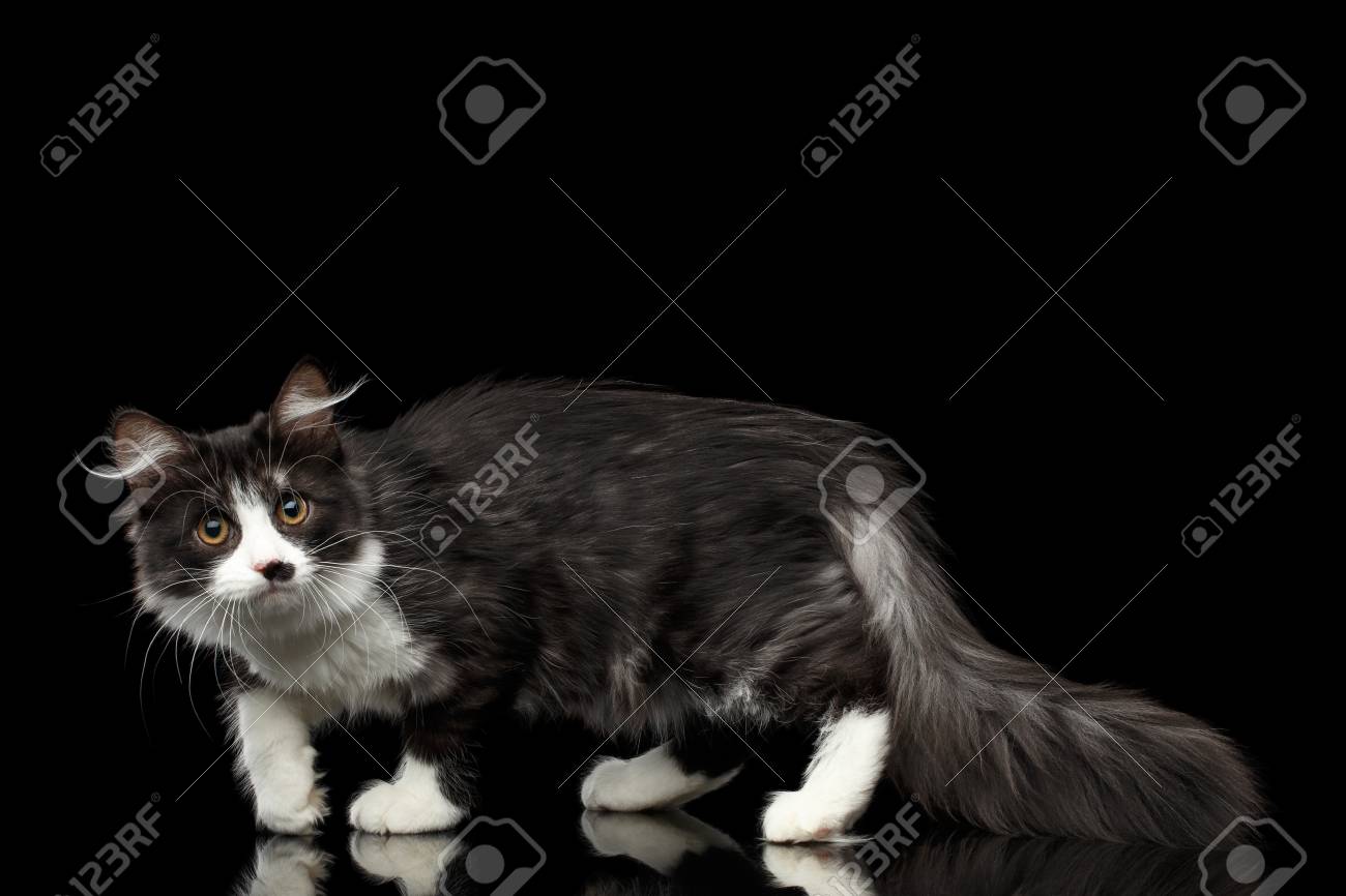 Noir Ludique Avec Un Chat Siberien Blanc Avec Une Tache Sur Le Nez Marchant Avec Une Queue Poilue Sur Fond Noir Isole Avec Reflet Vue Laterale Banque D Images Et Photos Libres De
