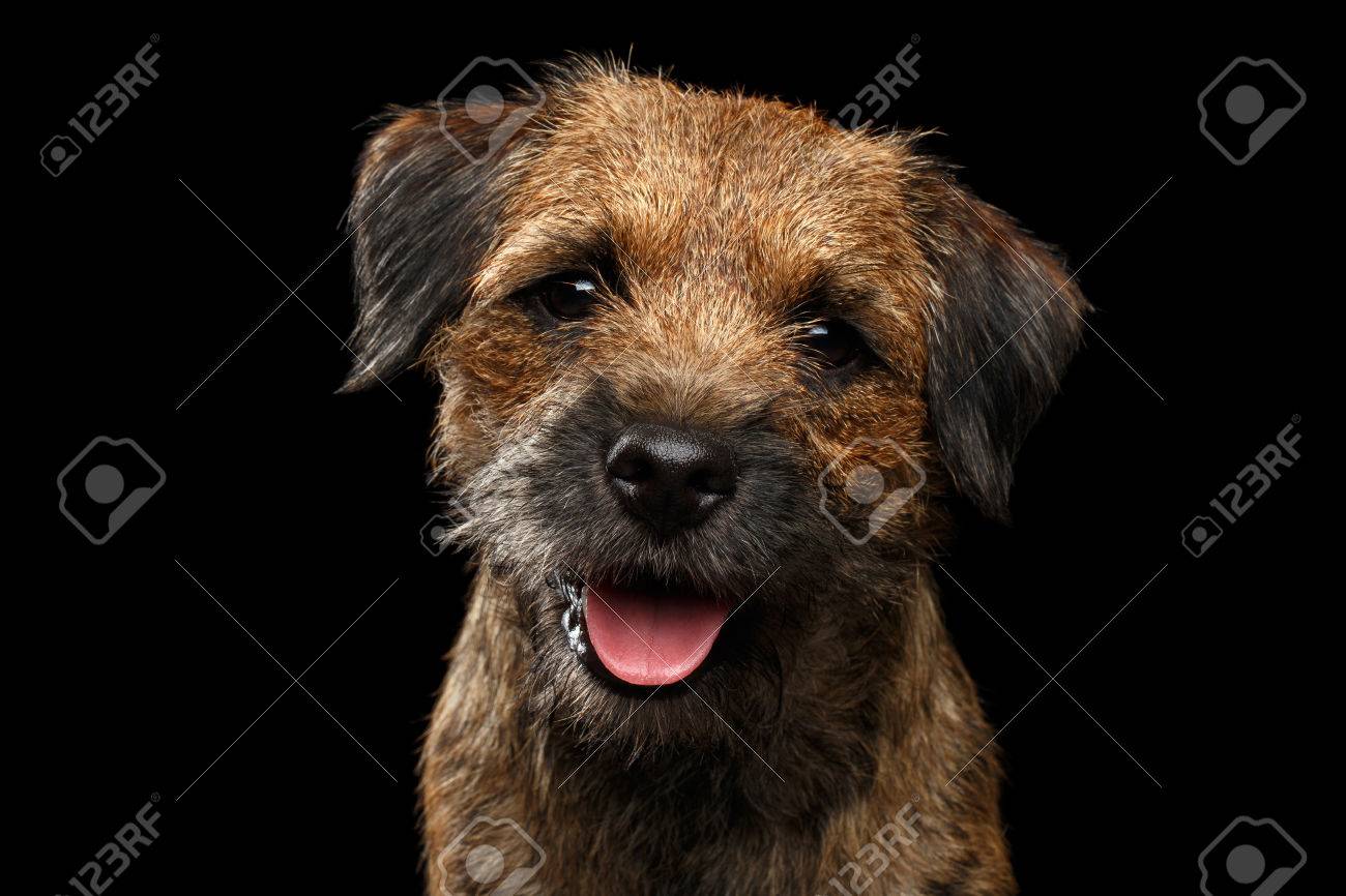 toy border terrier