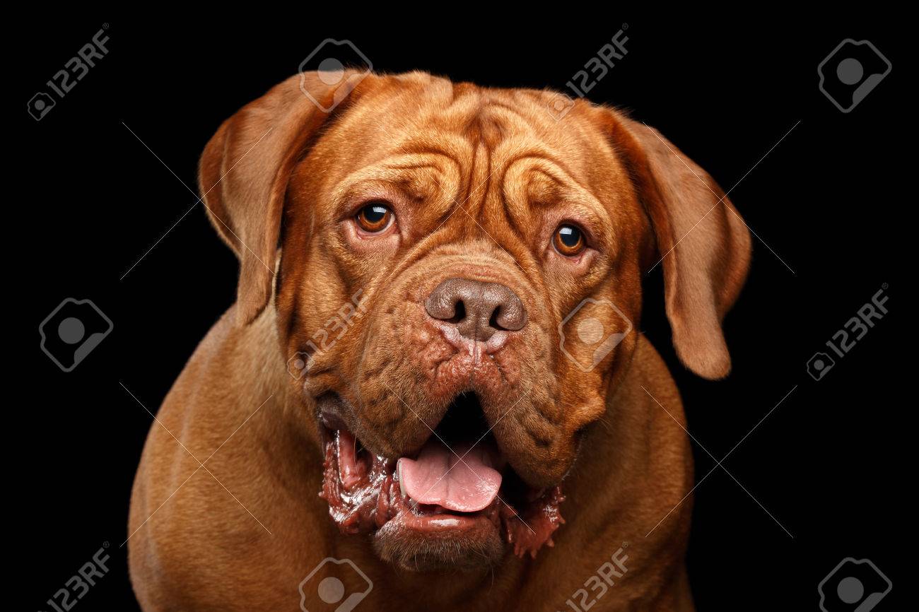 Close Up Portrait Chien De Race Dogue De Bordeaux Avec La Bouche Ouverte Et Regard Surpris Isolé Sur Fond Noir Vue De Face