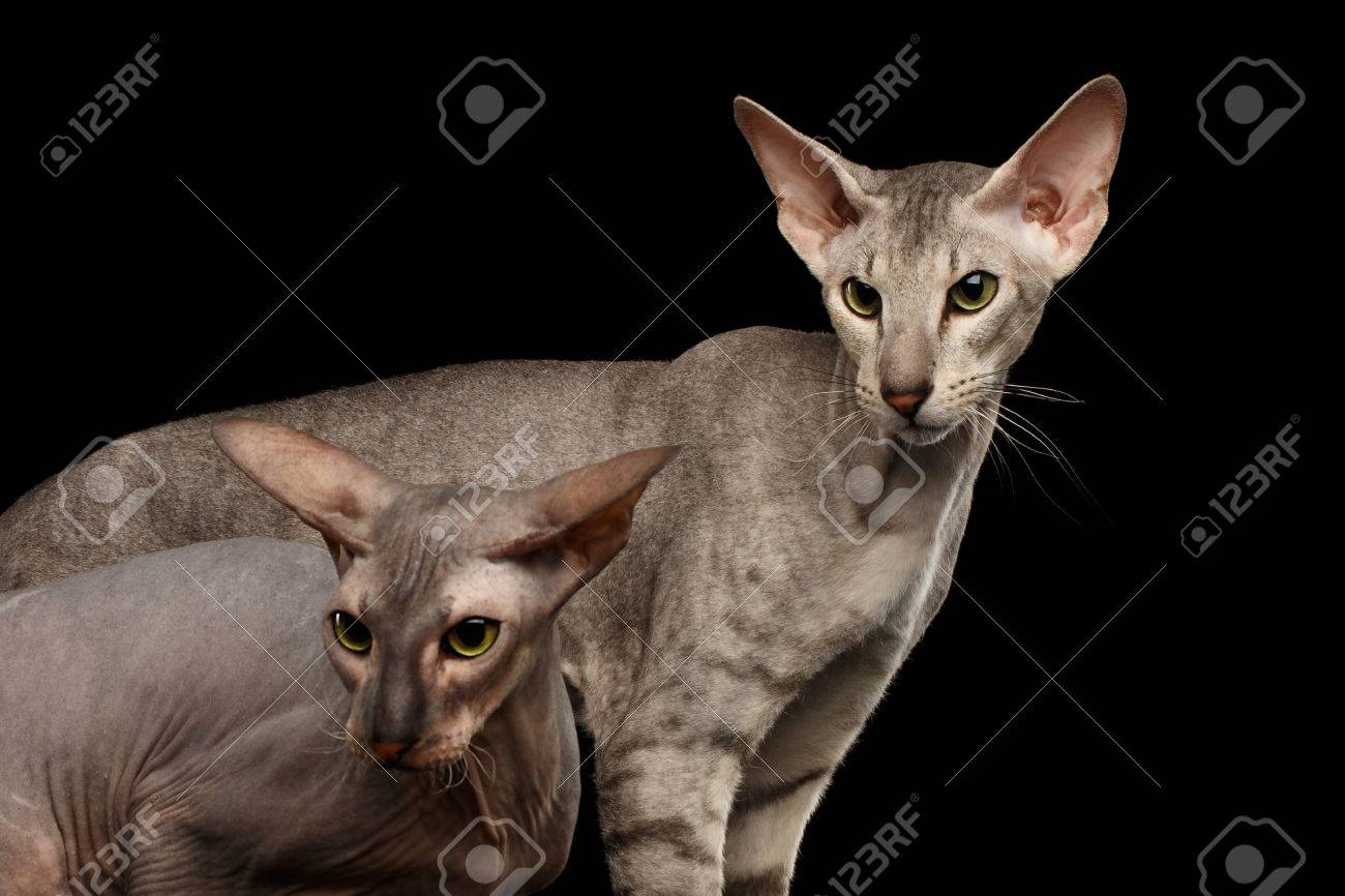 Gros Plan Two Peterbald Cats Famille Sans Poils Et Argent Avec Yeux Verts Femelle Et Male Regarde Au Cote Fond Noir Isole Banque D Images Et Photos Libres De Droits Image