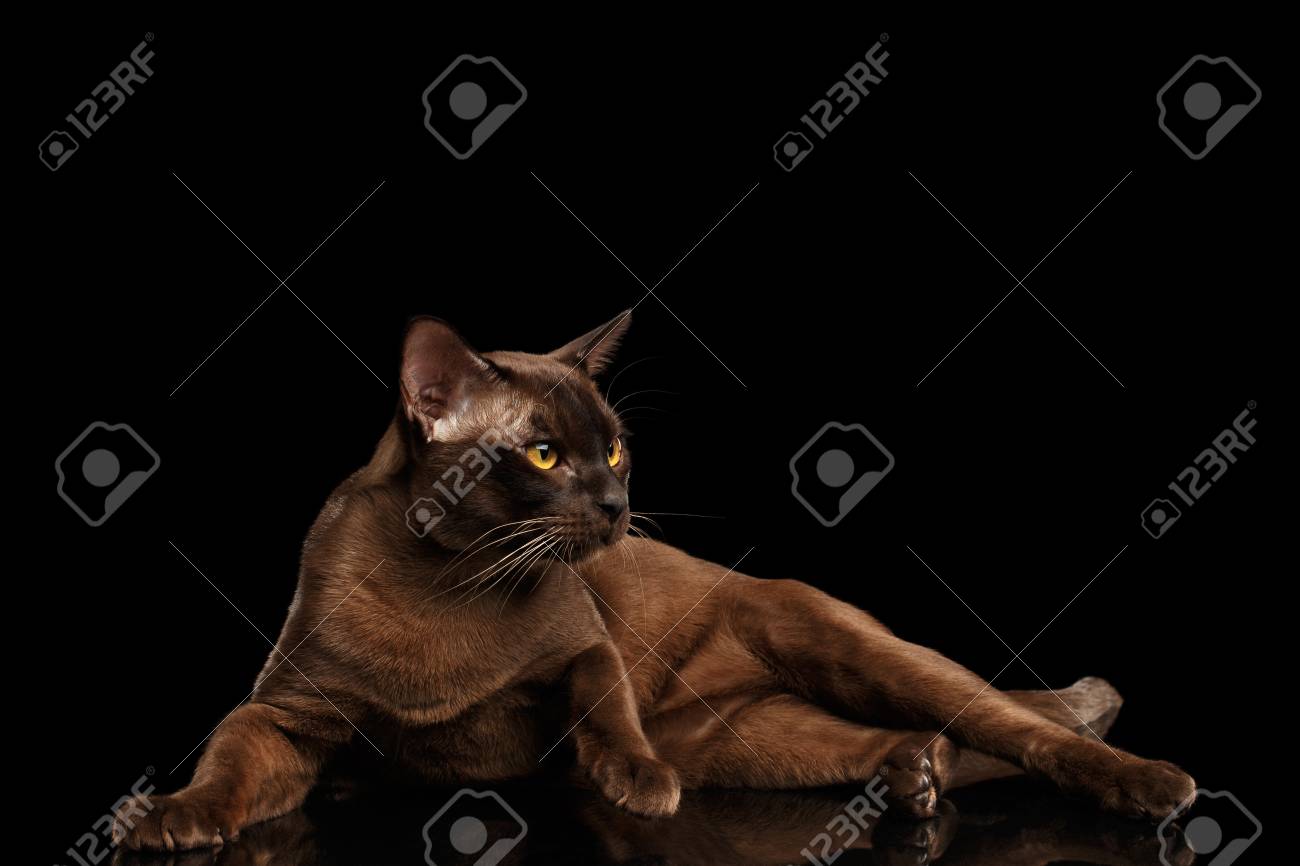 Brown Burmese Cat With Chocolate Shining Fur Lying On Isolated Black  Background Stock Photo, Picture and Royalty Free Image. Image 70122832., image size:1300x866