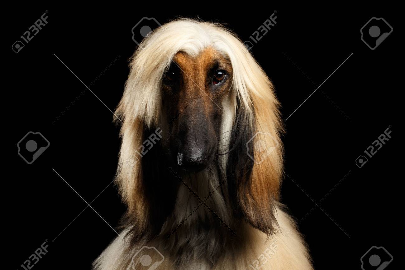 アフガンハウンド（リラックスポーズ❣️） アフガンハウンド（リラックスポーズ❣️）