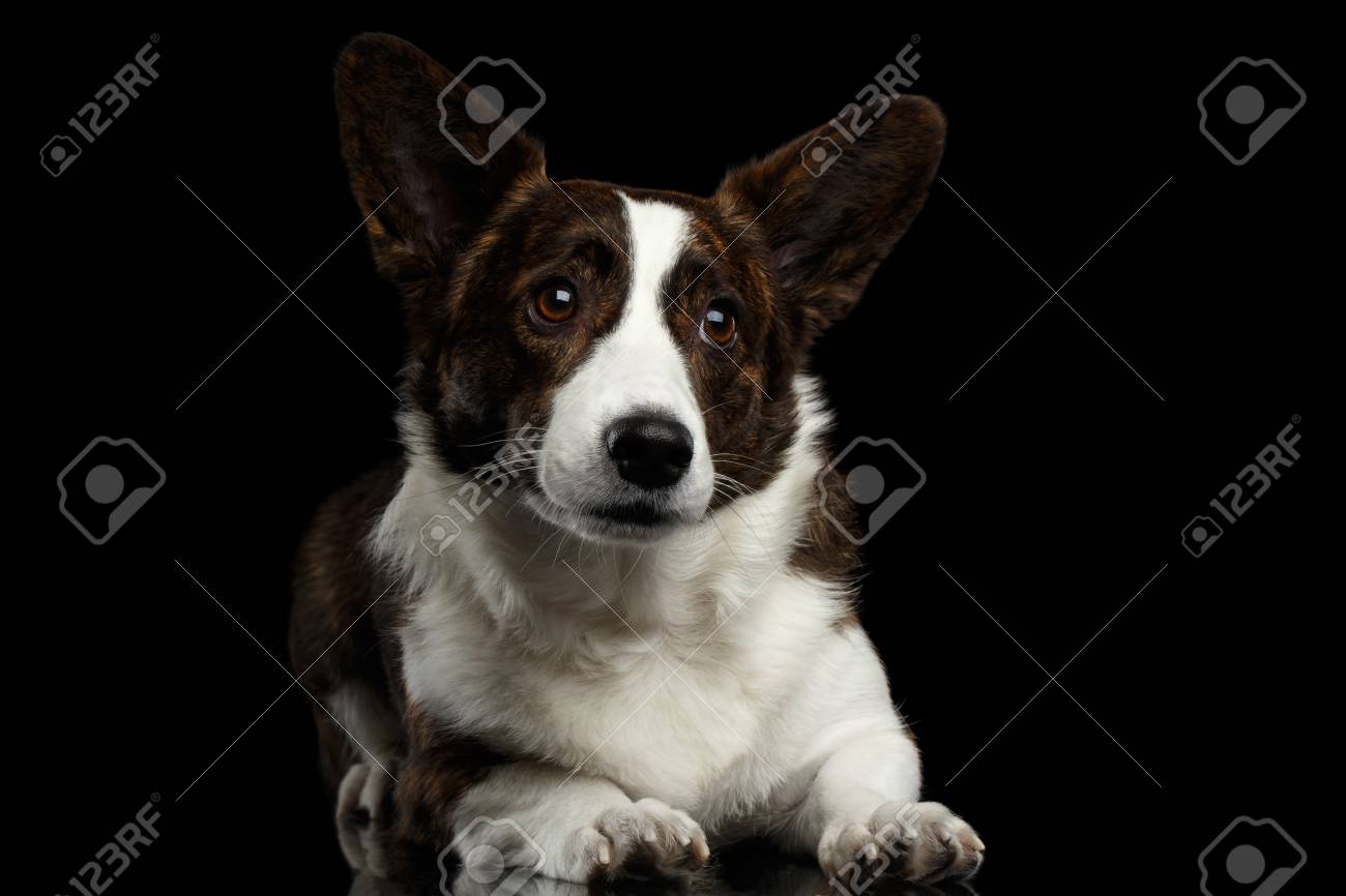 black cardigan corgi