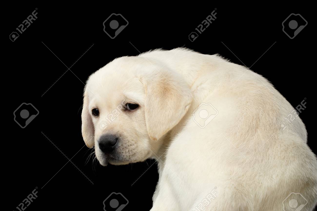 Puppy looking sad