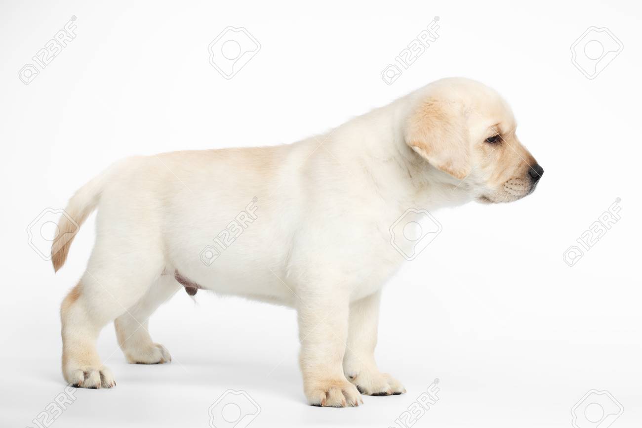 labrador small puppy