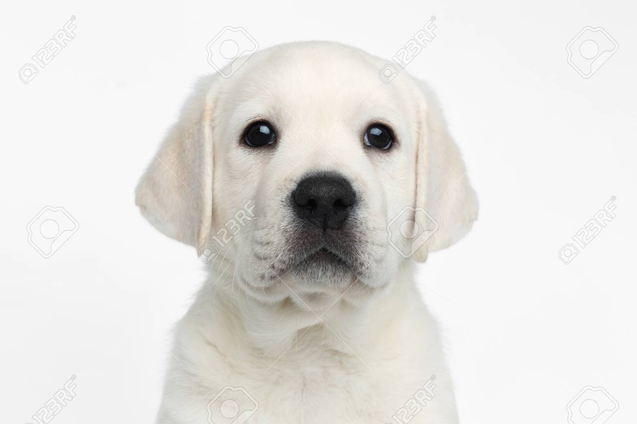 かわいいラブラドール子犬探しに誇らしげに白い背景に 正面のクローズ アップの肖像画 の写真素材 画像素材 Image かわいいラブラドール子犬探しに誇らしげに白い背景に 正面のクローズ アップの肖像画 の写真素材 画像素材 Image