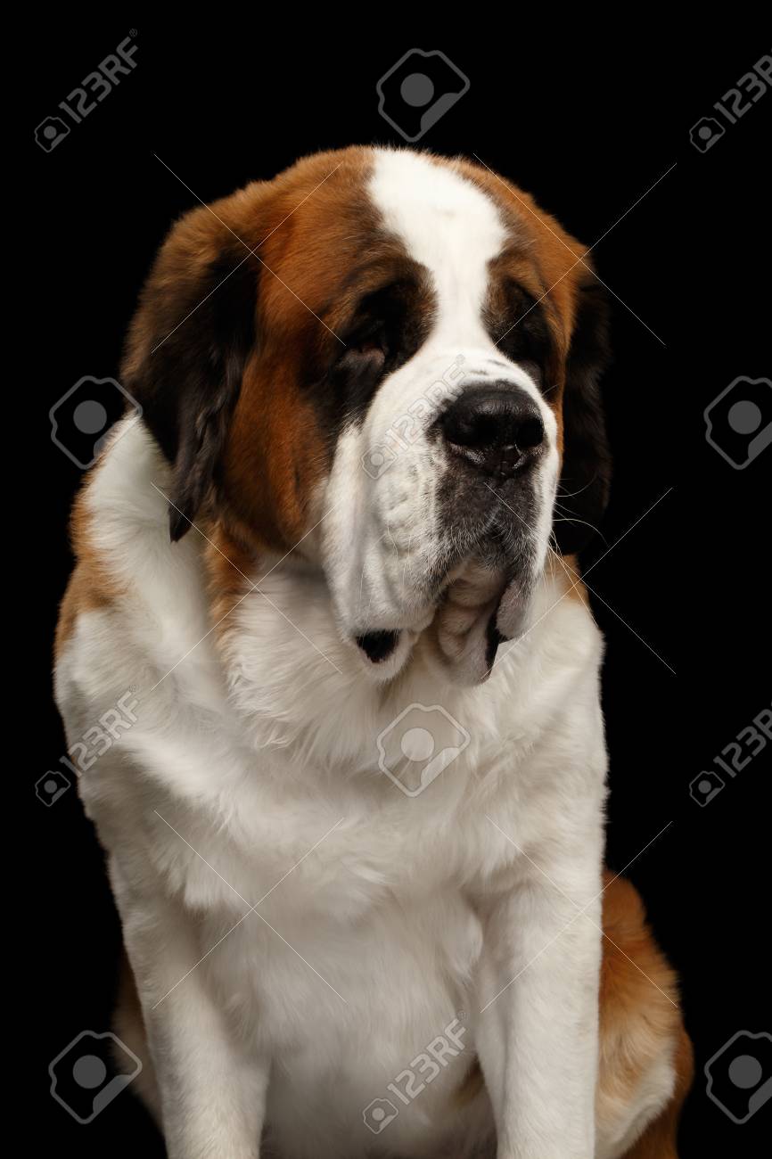 all black saint bernard
