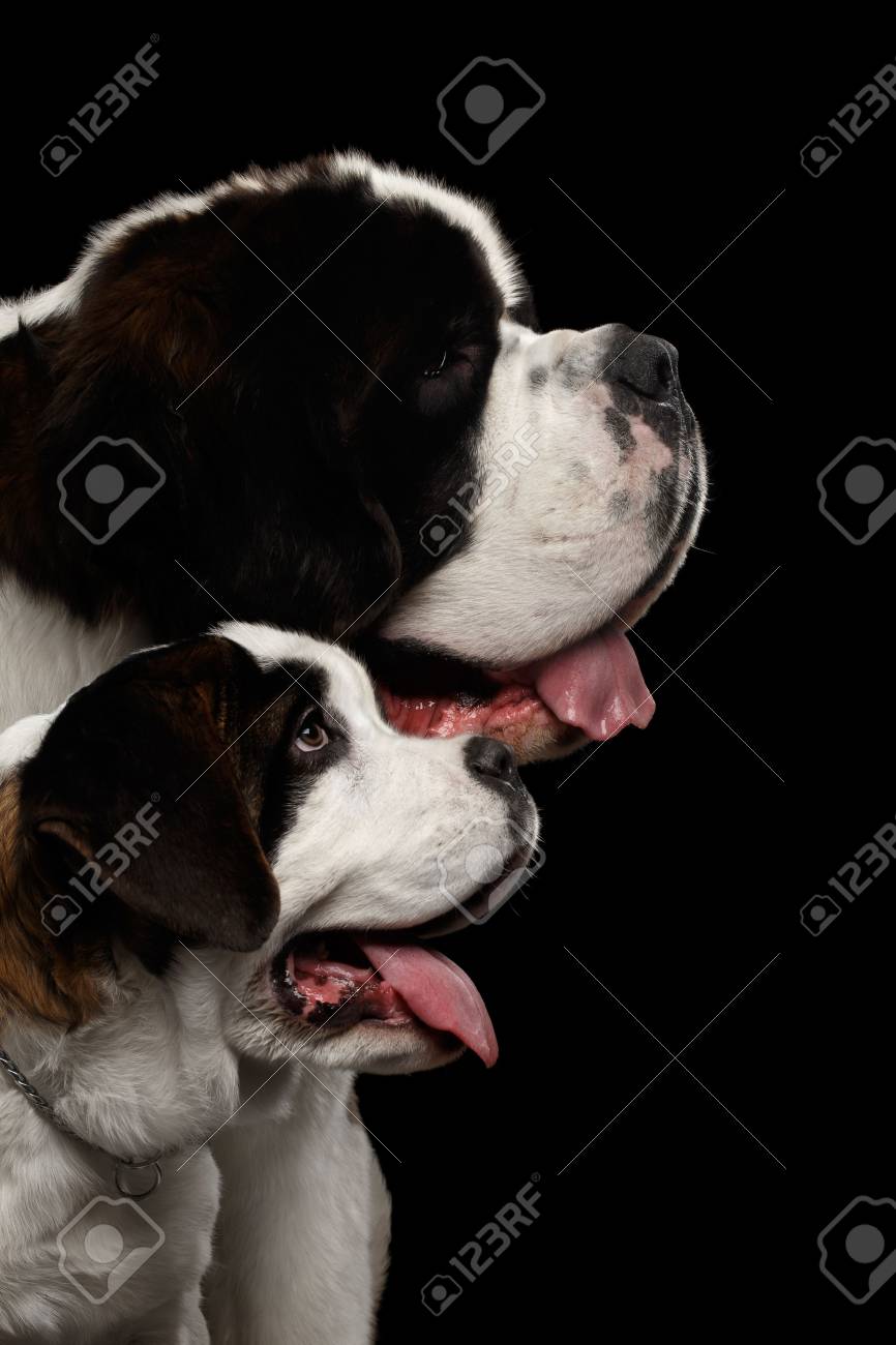 クローズ アップ 2 つセントバーナード犬の頭 子犬と分離黒背景 縦断ビューのお母さん の写真素材 画像素材 Image クローズ アップ 2 つセントバーナード犬の頭 子犬と分離黒背景 縦断ビューのお母さん の写真素材 画像素材 Image