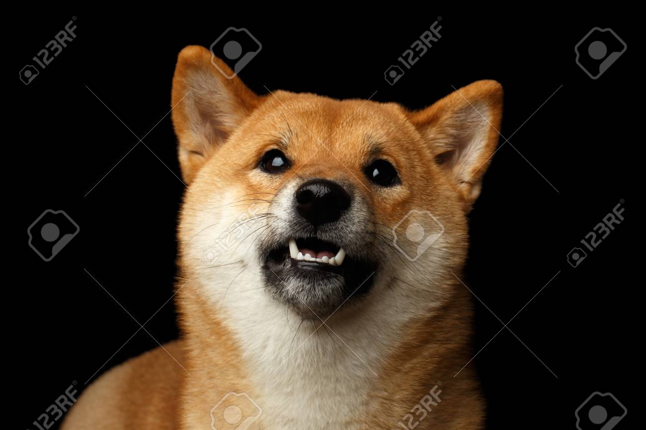 柴犬尋問 孤立した黒背景 正面に見える犬の肖像画 の写真素材 画像素材 Image 柴犬尋問 孤立した黒背景 正面に見える犬の肖像画 の写真素材 画像素材 Image