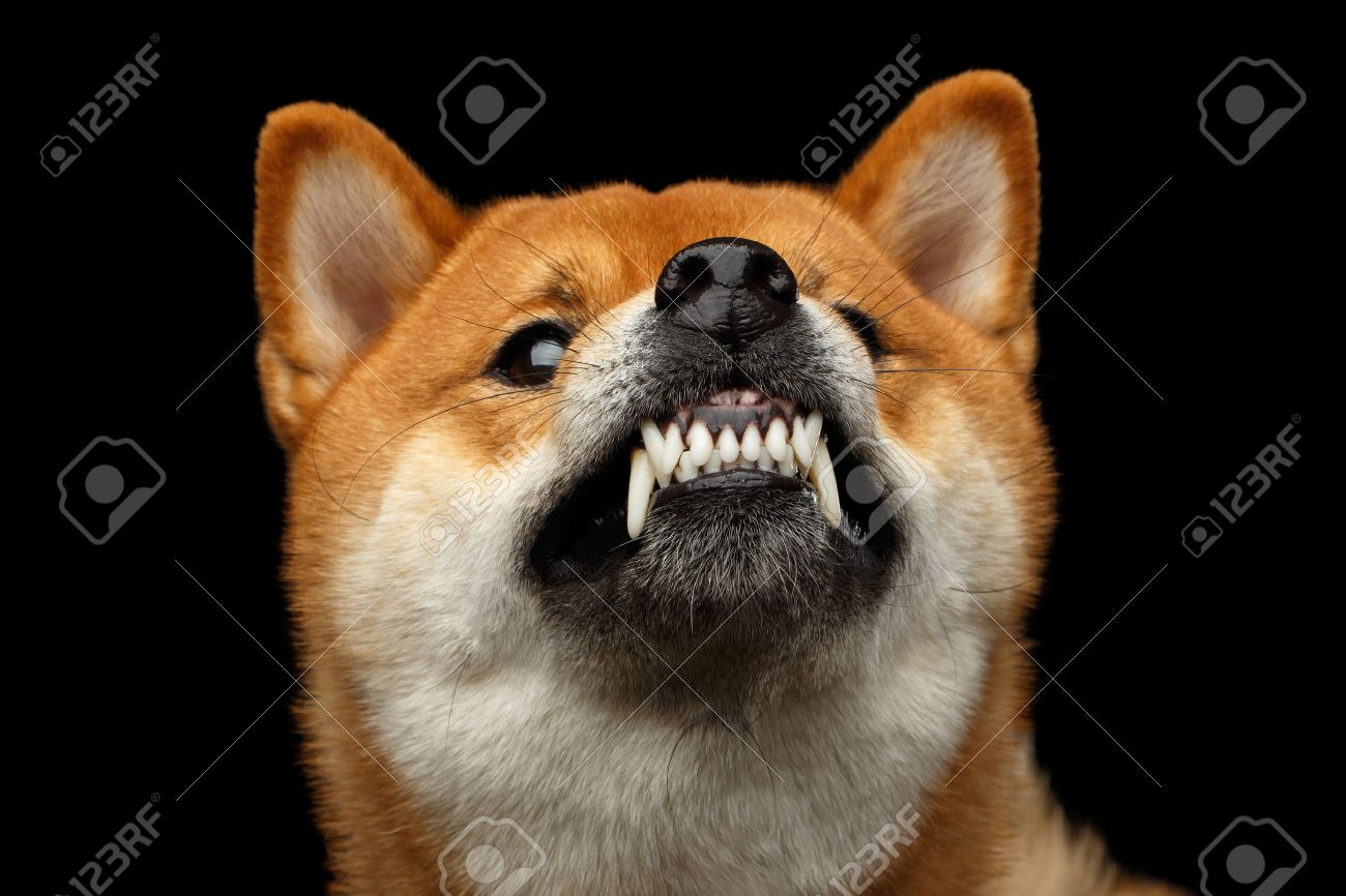 Aggressive Portrait Of Growls Shiba Inu Dog Isolated Black Background