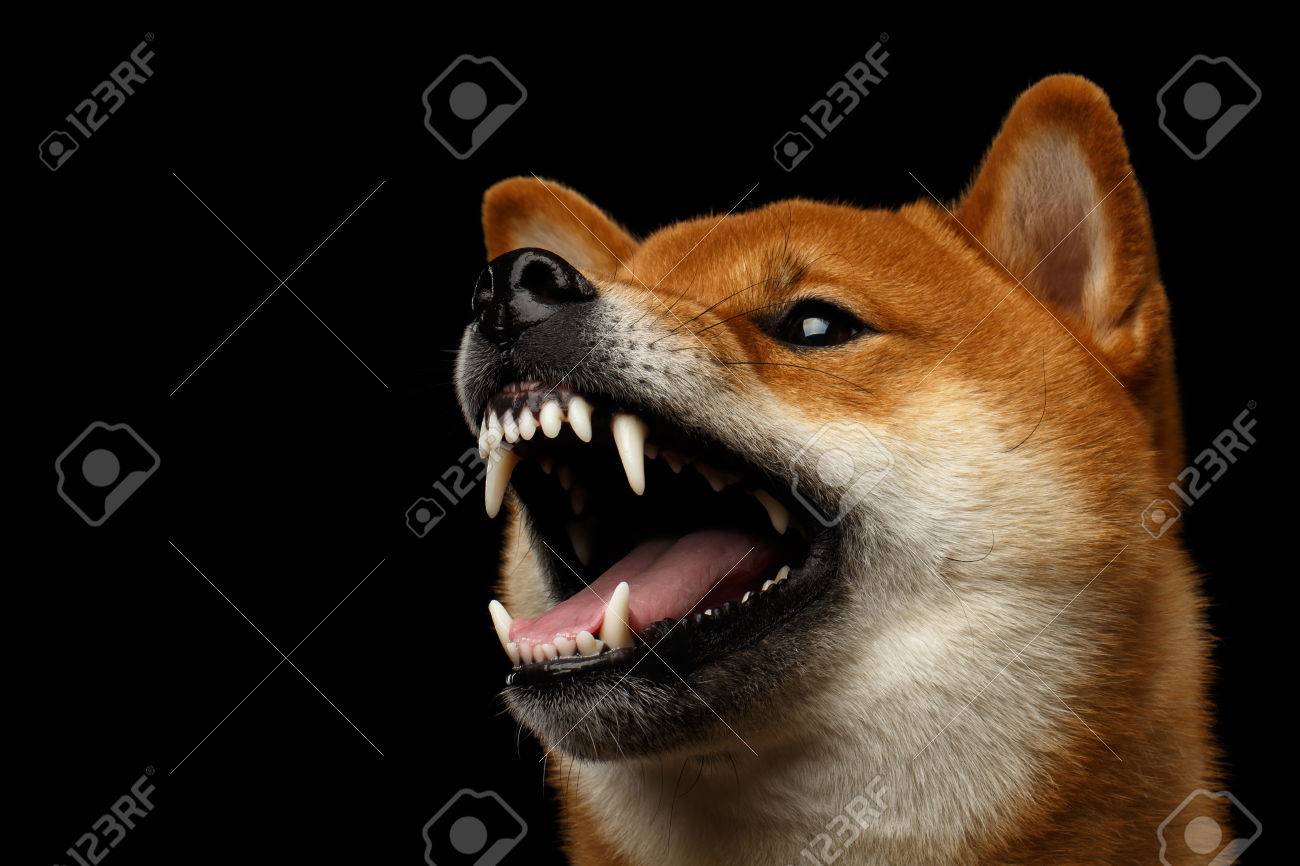 Aggressive Portrait Of Growls Shiba Inu Dog Isolated Black Background