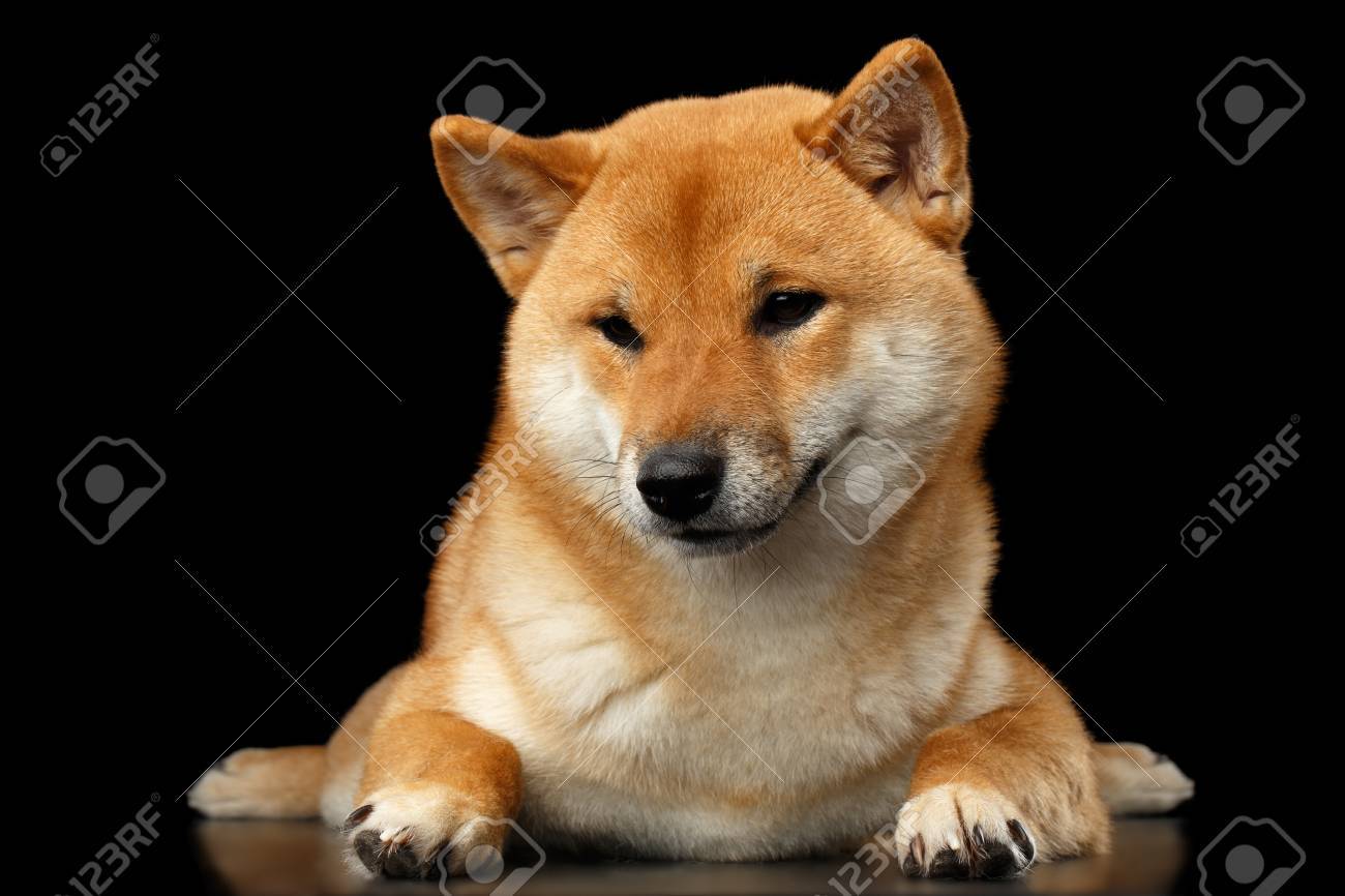血統書付きの柴犬が密接に分離黒背景 正面に見える犬が横たわっています の写真素材 画像素材 Image 血統書付きの柴犬が密接に分離黒背景 正面に見える犬が横たわっています の写真素材 画像素材 Image