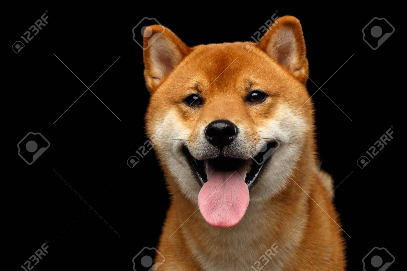 Close Up Portrait Of Head Shiba Inu Dog Looks Happy Isolated