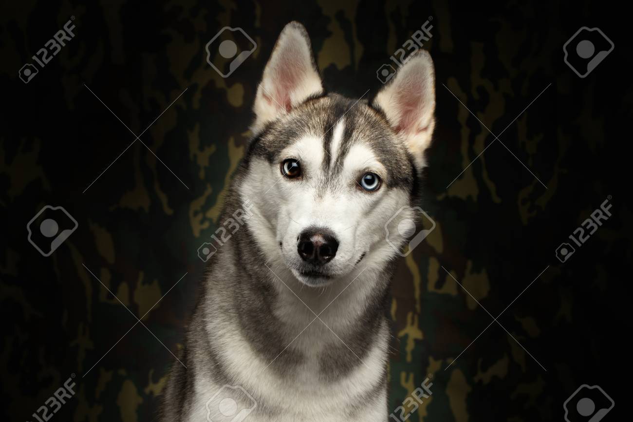 Portrait Of Siberian Husky Dog On Camouflage Background Front
