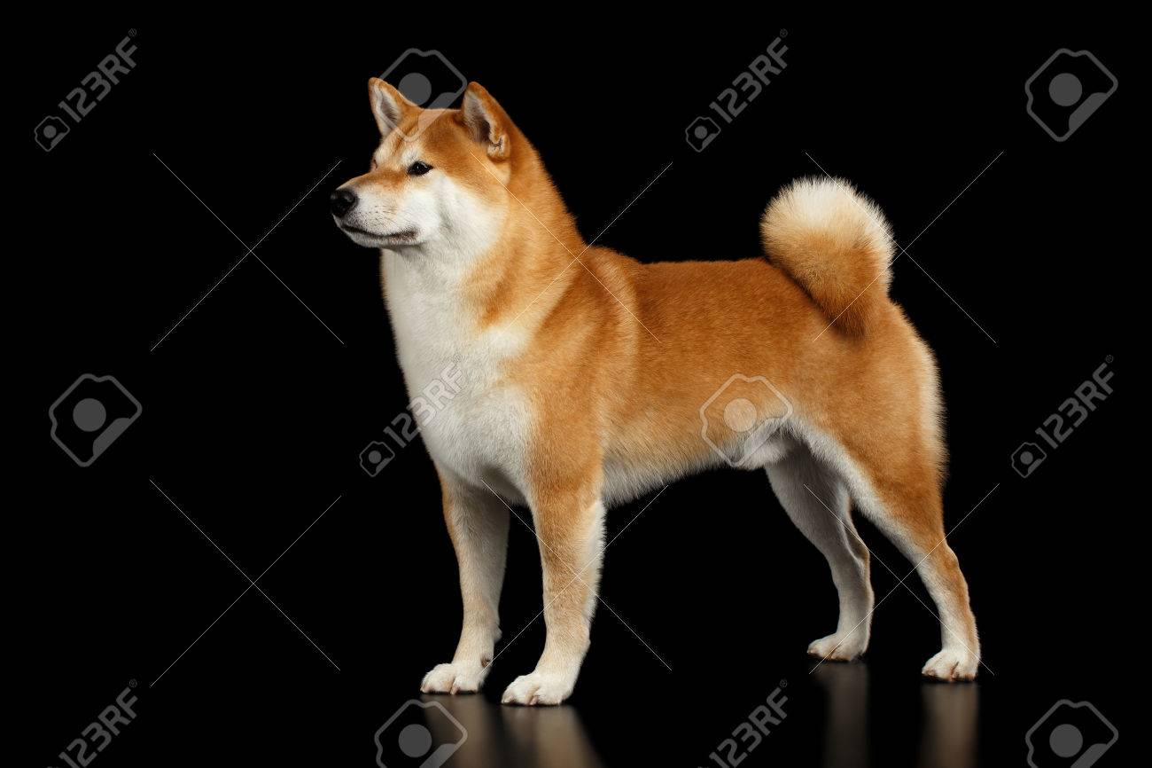 Brutal Pedigreed Red Shiba Inu Breed Dog Standing On Isolated