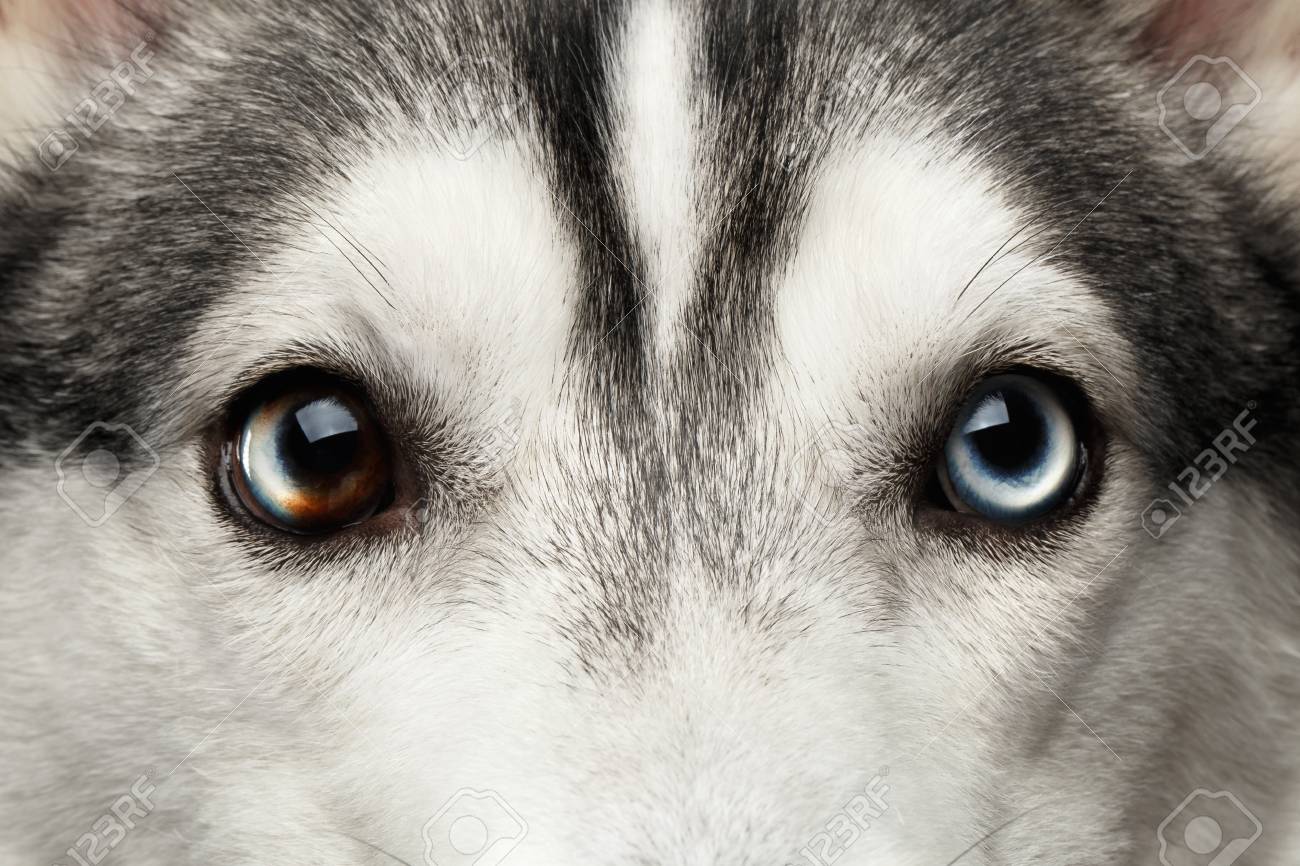 Gros Plan Des Yeux Bleus Avec Mosaïque De Chien Husky Sibérien Sur Fond Noir Isolé Vue De Face