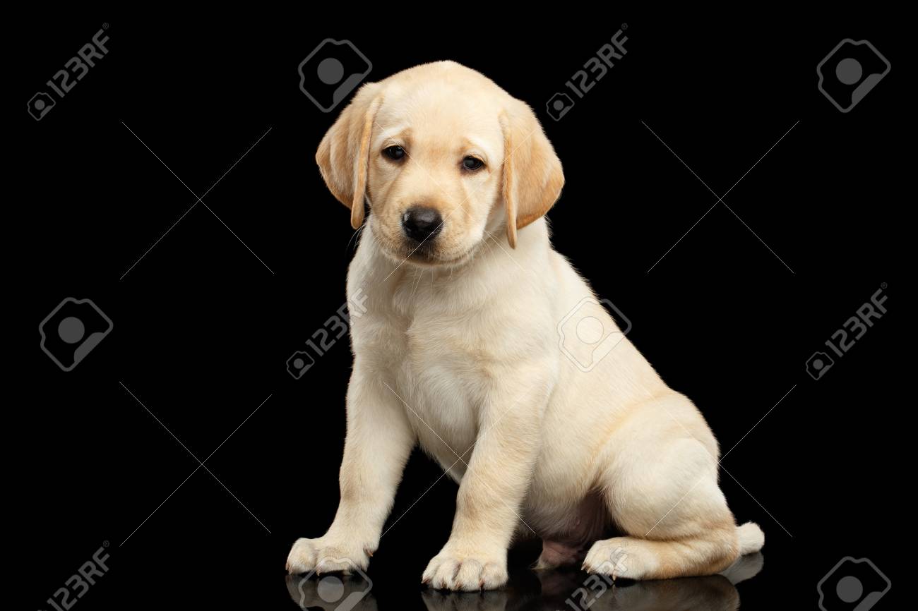 labrador sweet