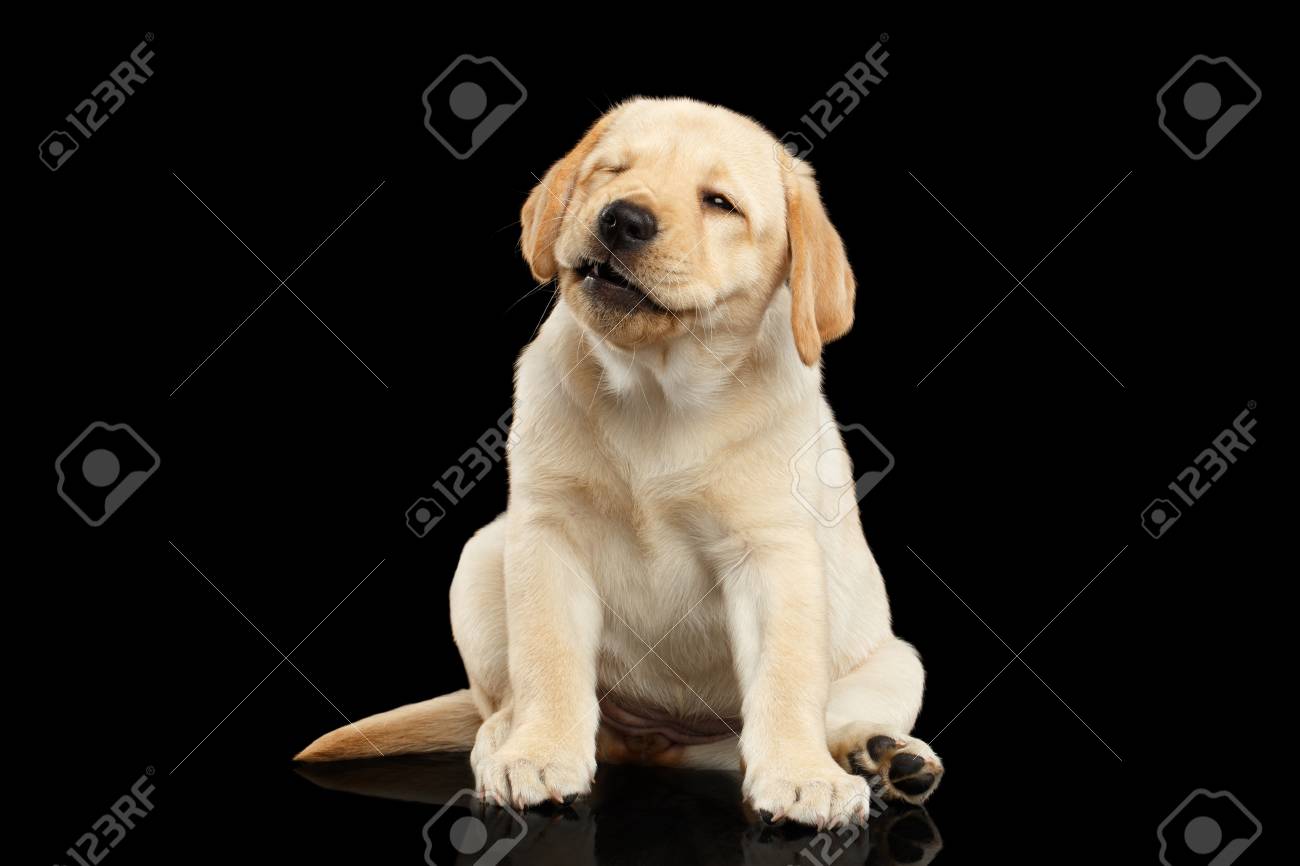 黄金のラブラドル レトリーバー犬子犬座っていると黒い背景 正面に分離したウインク の写真素材 画像素材 Image 黄金のラブラドル レトリーバー犬子犬座っていると黒い背景 正面に分離したウインク の写真素材 画像素材 Image