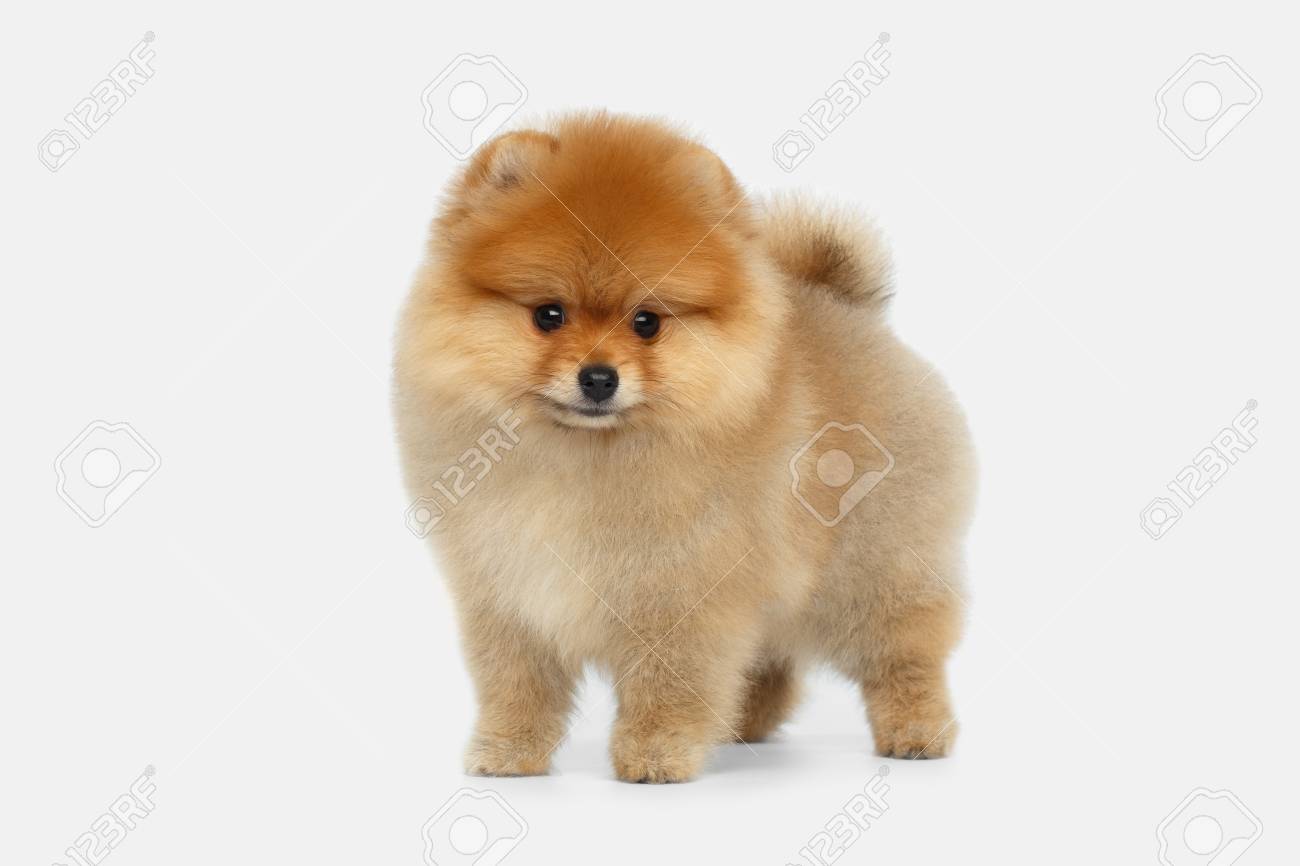 miniature spitz pomeranian