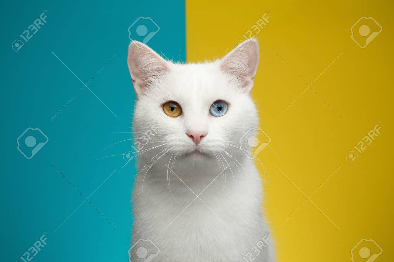Portrait De Chat Blanc Pur Avec Des Yeux étranges à La Recherche à Huis Clos Sur Fond Bleu Et Jaune Vif Vue De Face
