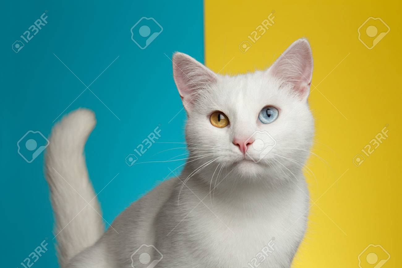 Portrait De Chat Blanc Pur Avec Des Yeux étranges Et La Queue Sur Fond Bleu Et Jaune Vif Vue De Face