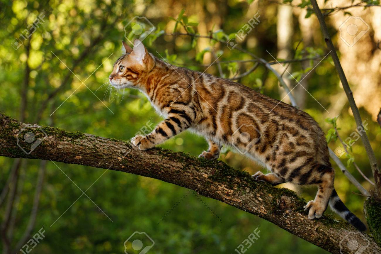 bengal cat climbing tree