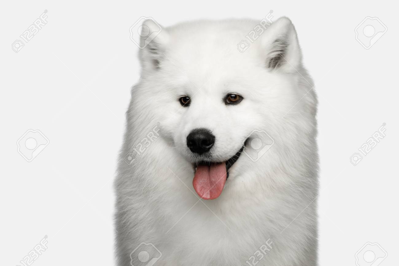 白い背景に 正面に分離された毛皮のサモエド犬の肖像画 の写真素材 画像素材 Image