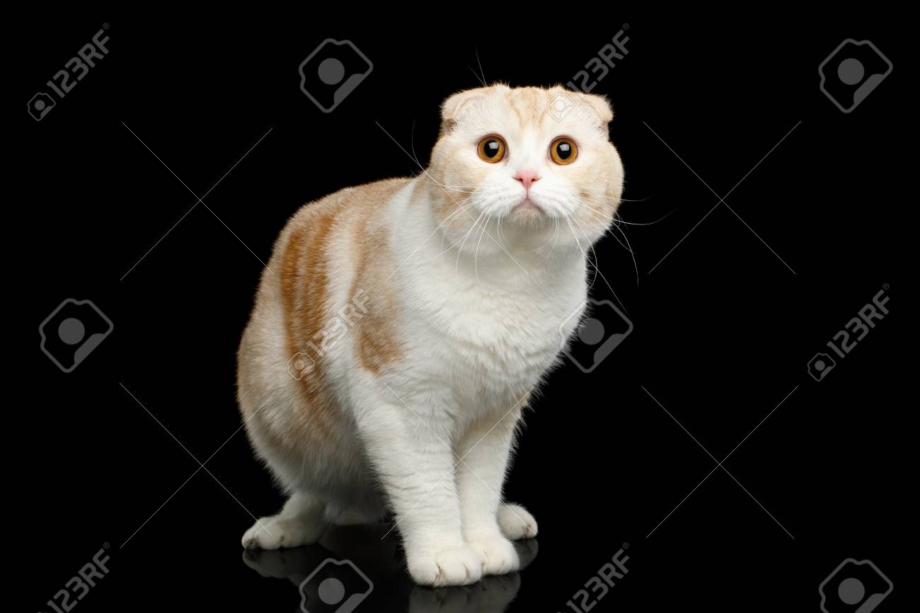 スコティッシュ フォールド品種おさるの猫を白直面する孤立した黒の背景の上に立って の写真素材 画像素材 Image