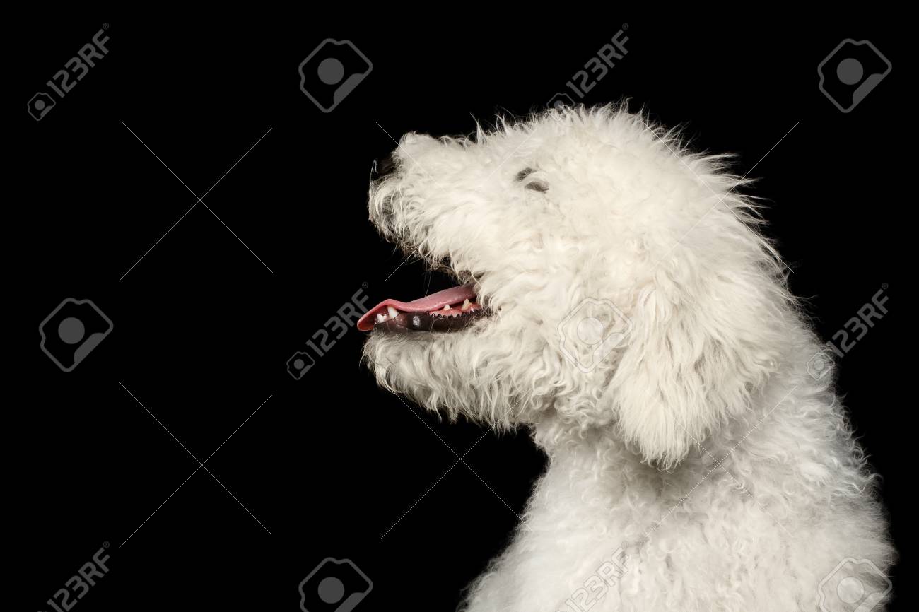 Portrait De Chien Komondor Berger Hongrois Sur Fond Noir Isolé Vue De Profil