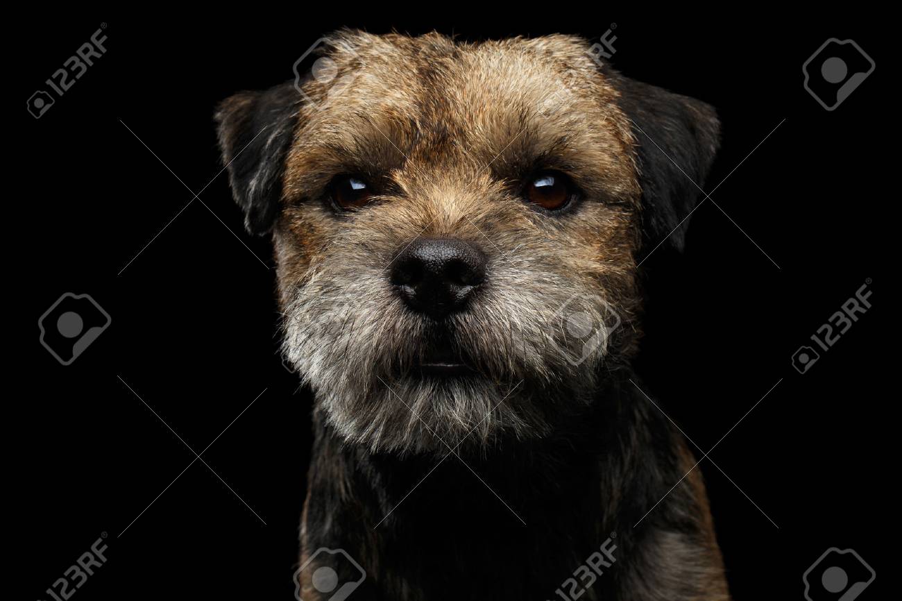 border terrier toy