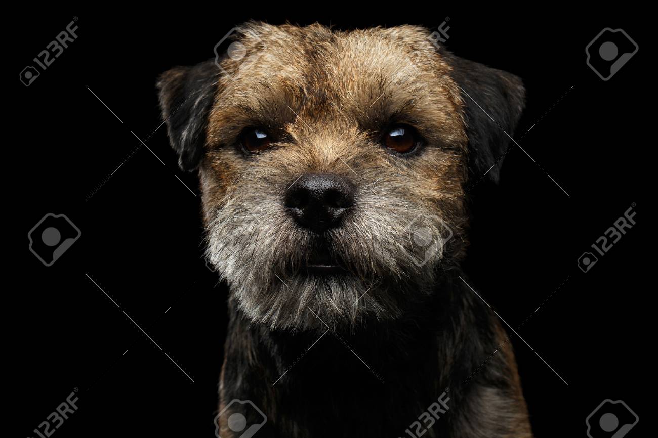 toy border terrier