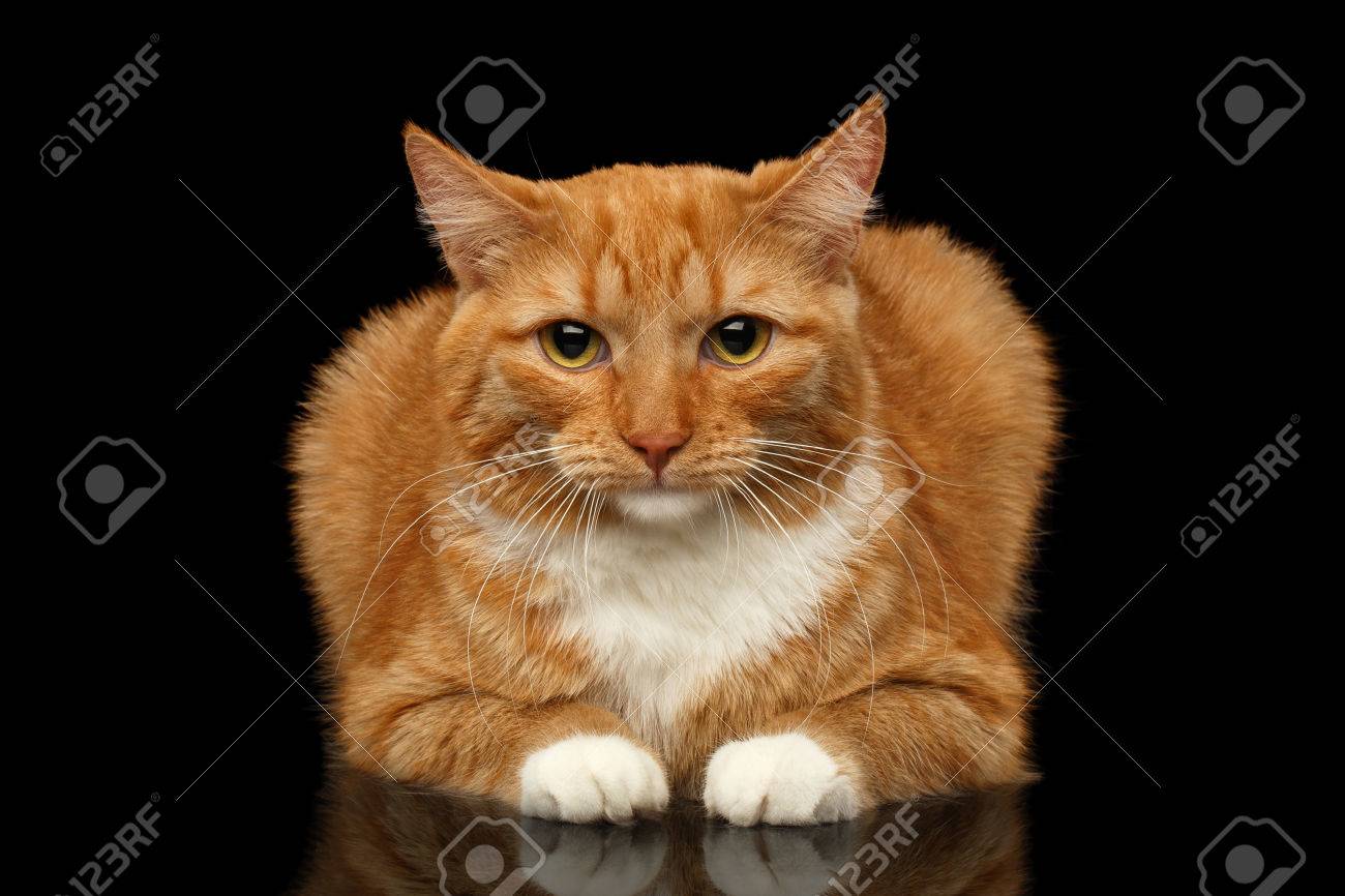 flora bama small breed