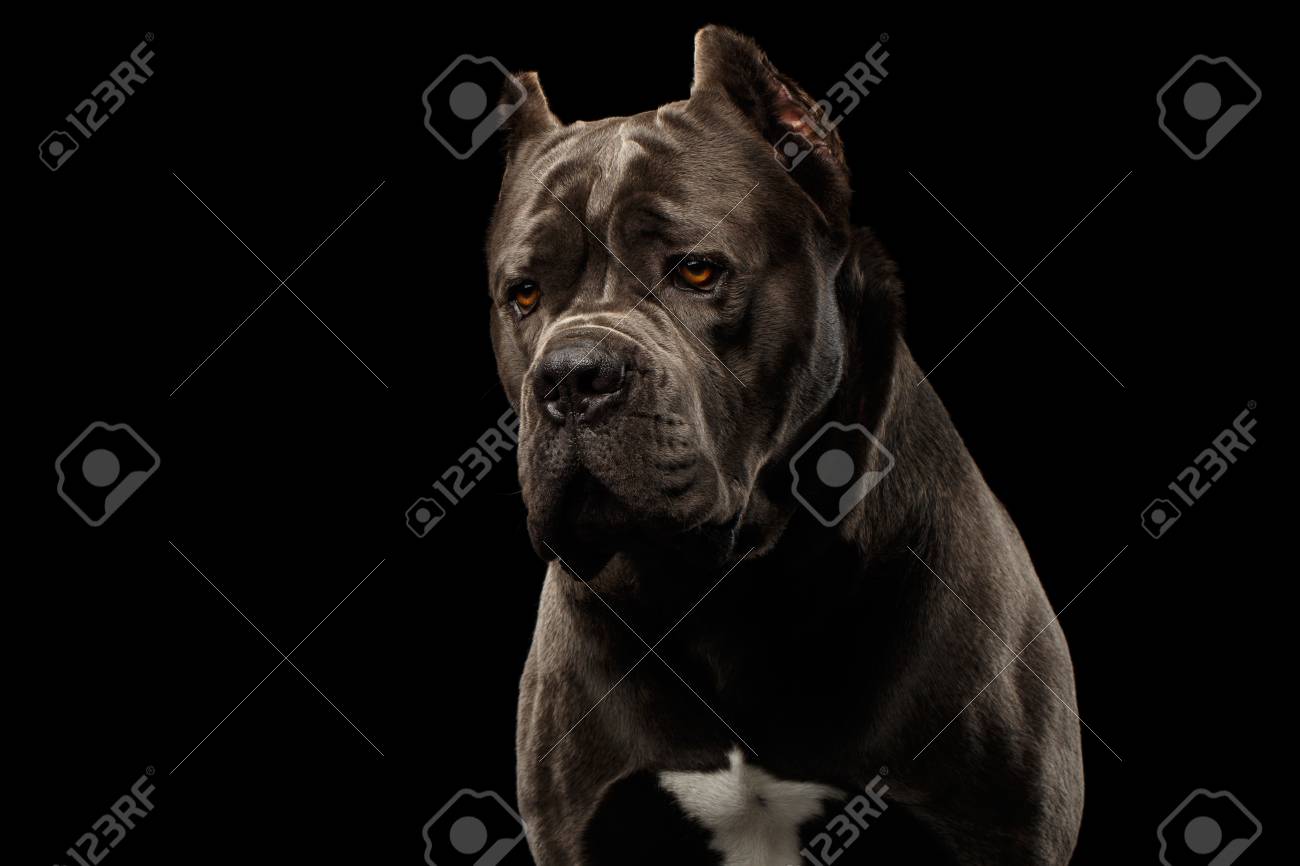 Portrait Of Sad Brown Cane Corso Dog Studio Shot On Isolated