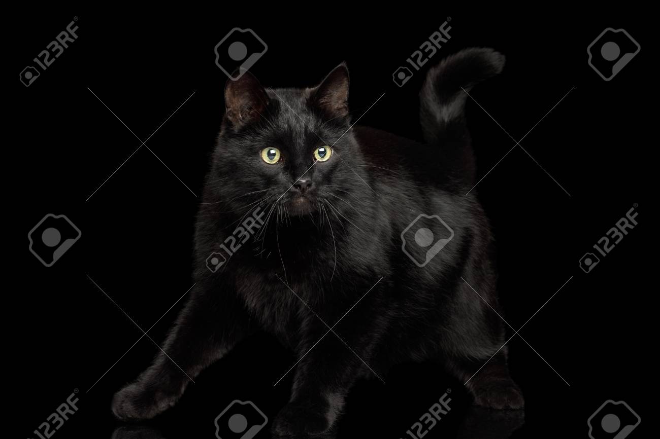 遊び心のある黒猫分離の暗い背景の上に立って の写真素材 画像素材 Image 遊び心のある黒猫分離の暗い背景の上に立って の写真素材 画像素材 Image