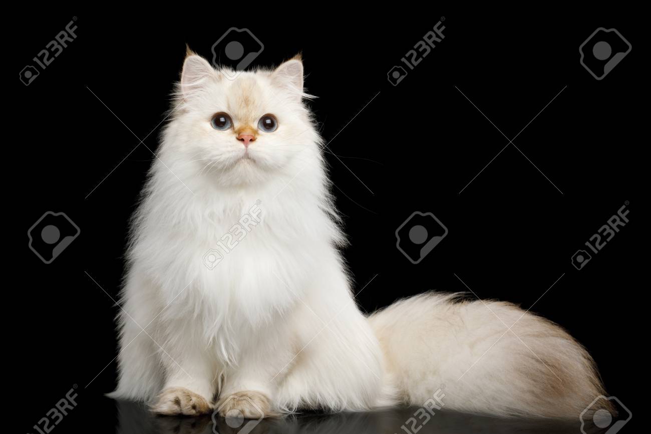 Race Britannique Chat Blanc Point De Couleur A Magie Yeux Bleus Et Queue Poilue S Assoit Sur Isole Fond Noir Vue Frontale Banque D Images Et Photos Libres De Droits Image Race Britannique Chat Blanc Point De Couleur A Magie Yeux Bleus Et Queue Poilue S Assoit Sur Isole Fond Noir Vue Frontale Banque D Images Et Photos Libres De Droits Image