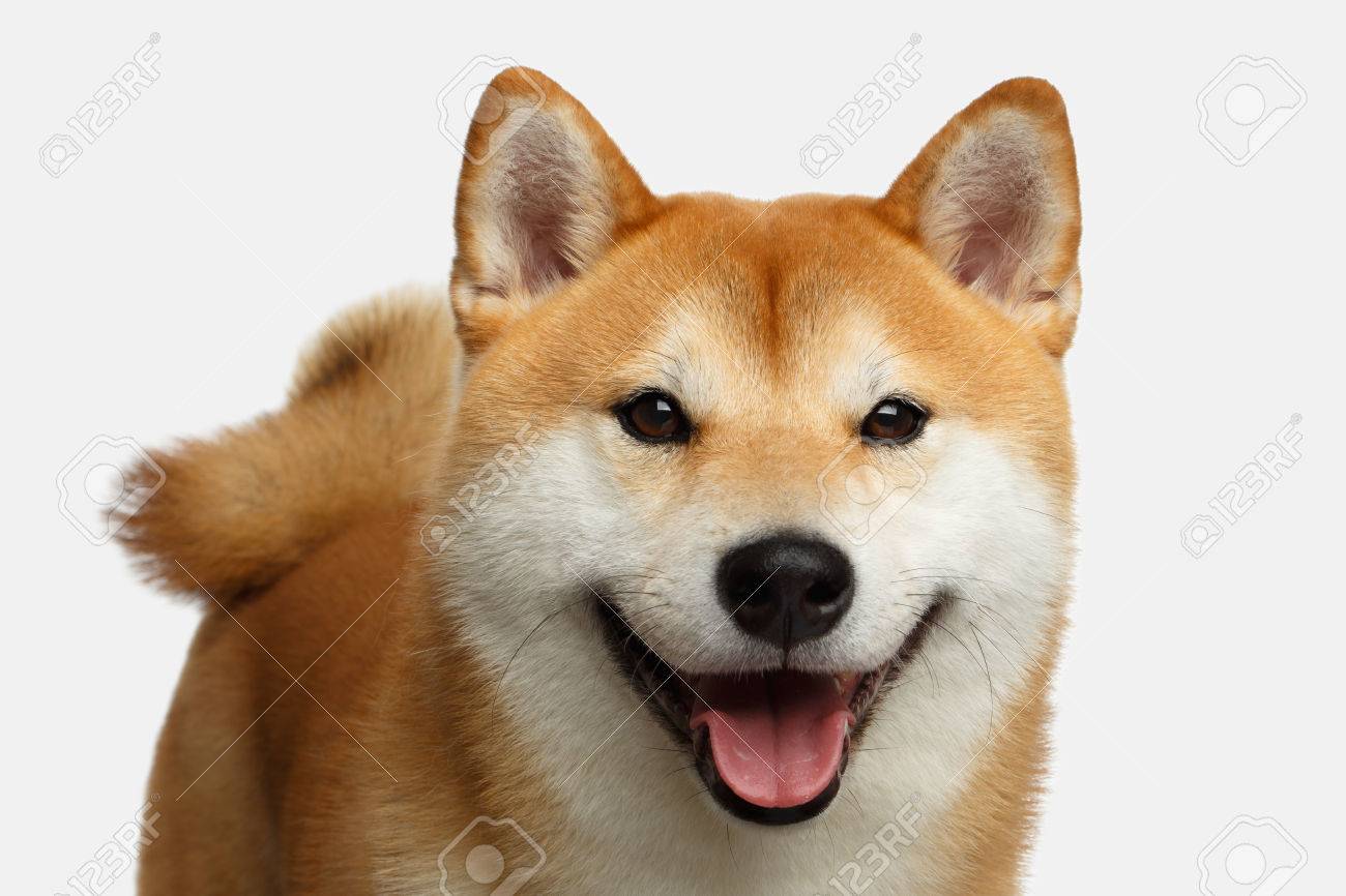 Cute Portrait Of Smiling Shiba Inu Dog On Isolated White Background Front View Stock Photo Picture And Royalty Free Image Image Cute Portrait Of Smiling Shiba Inu Dog On Isolated White Background Front View Stock Photo Picture And Royalty Free Image Image